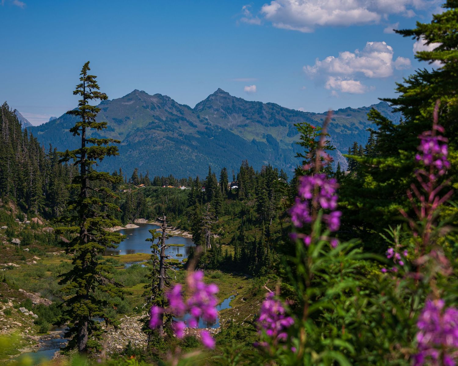 Alpine landscape with purple wildflowers framing mountain peaks and a distant lake.