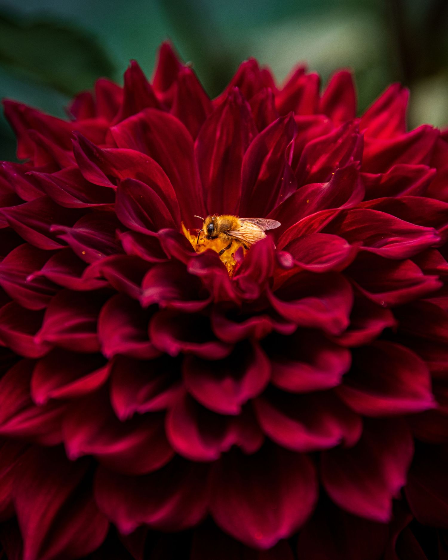 Deep red dahlia flower with multiple layered petals and visiting honey bees in macro photography.