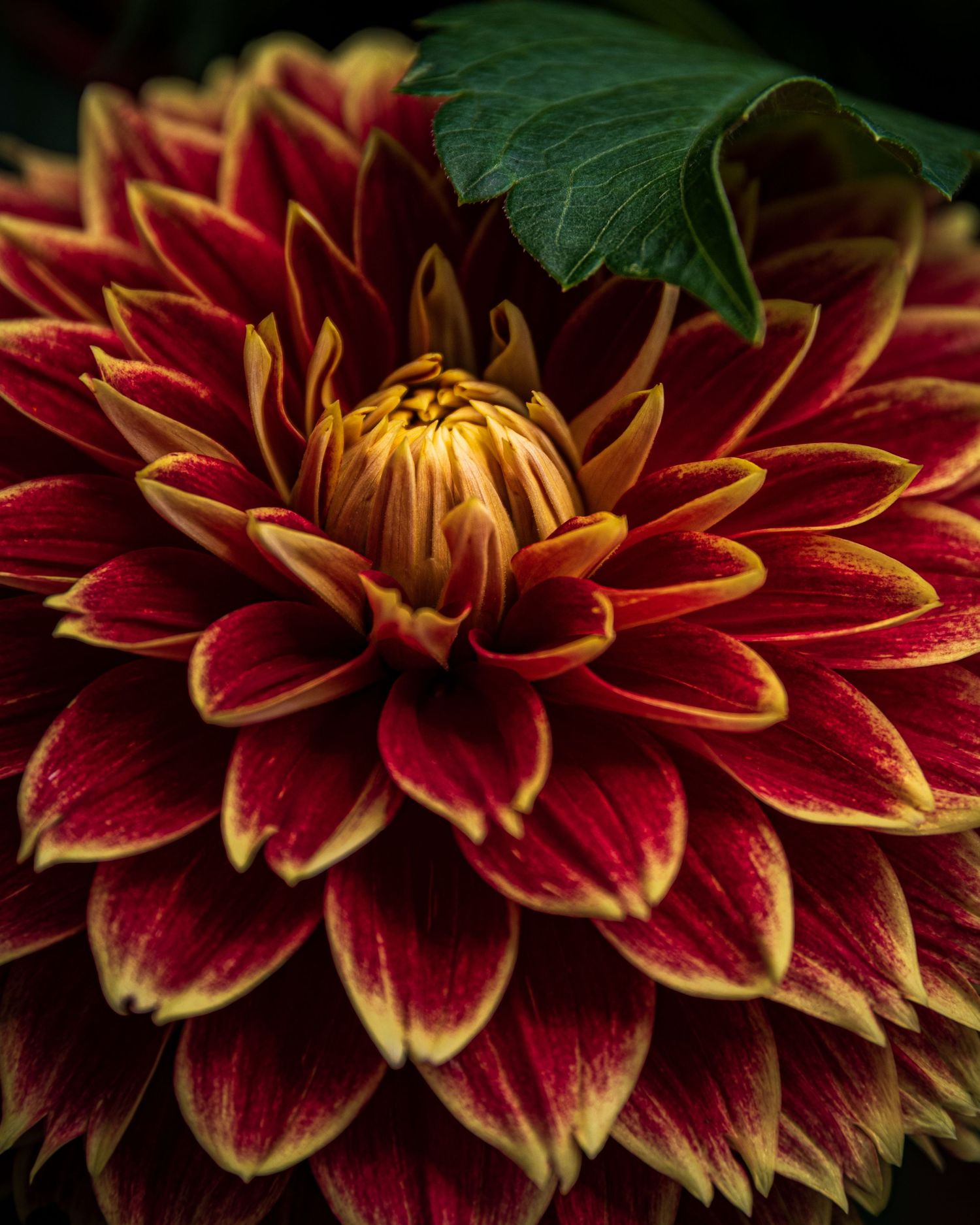 Macro shot of red and yellow dahlia flower petals with dark background.