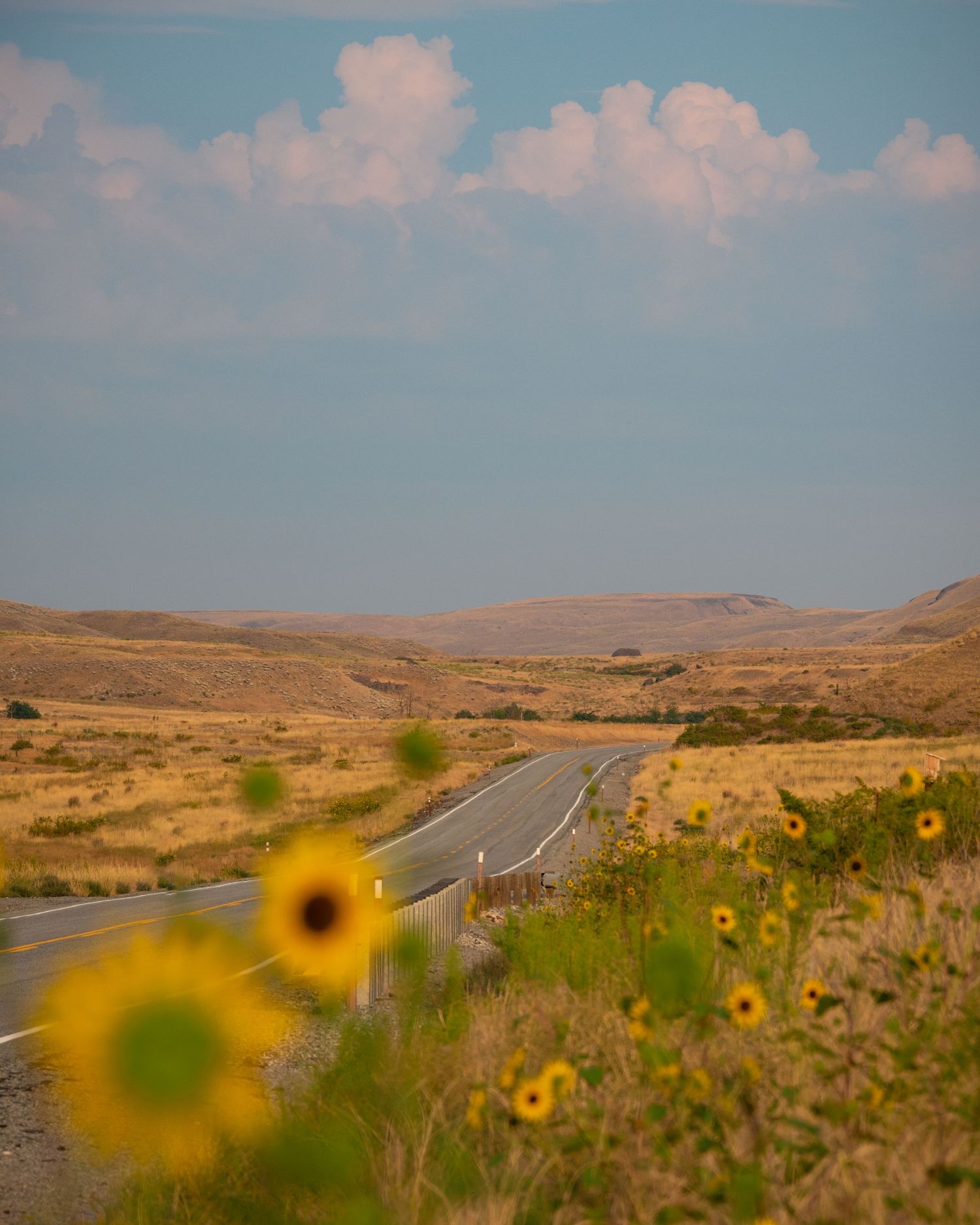 Winding highway through desert landscape with yellow wildflowers in foreground.