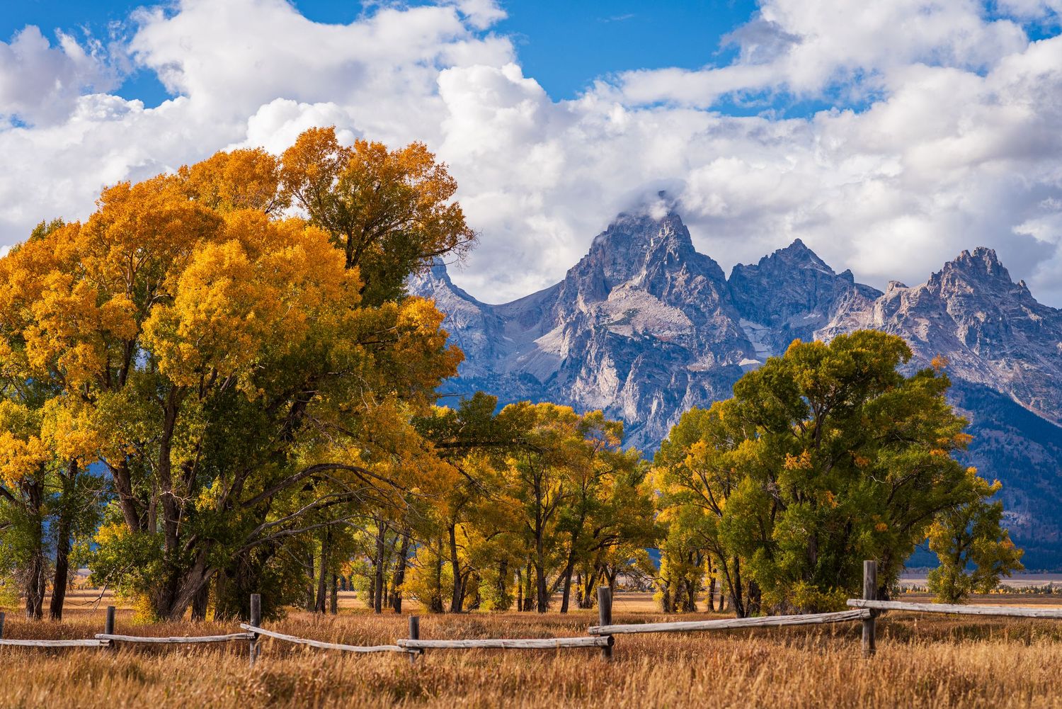 Golden autumn trees frame snow-capped mountain peaks in Grand Teton National Park.