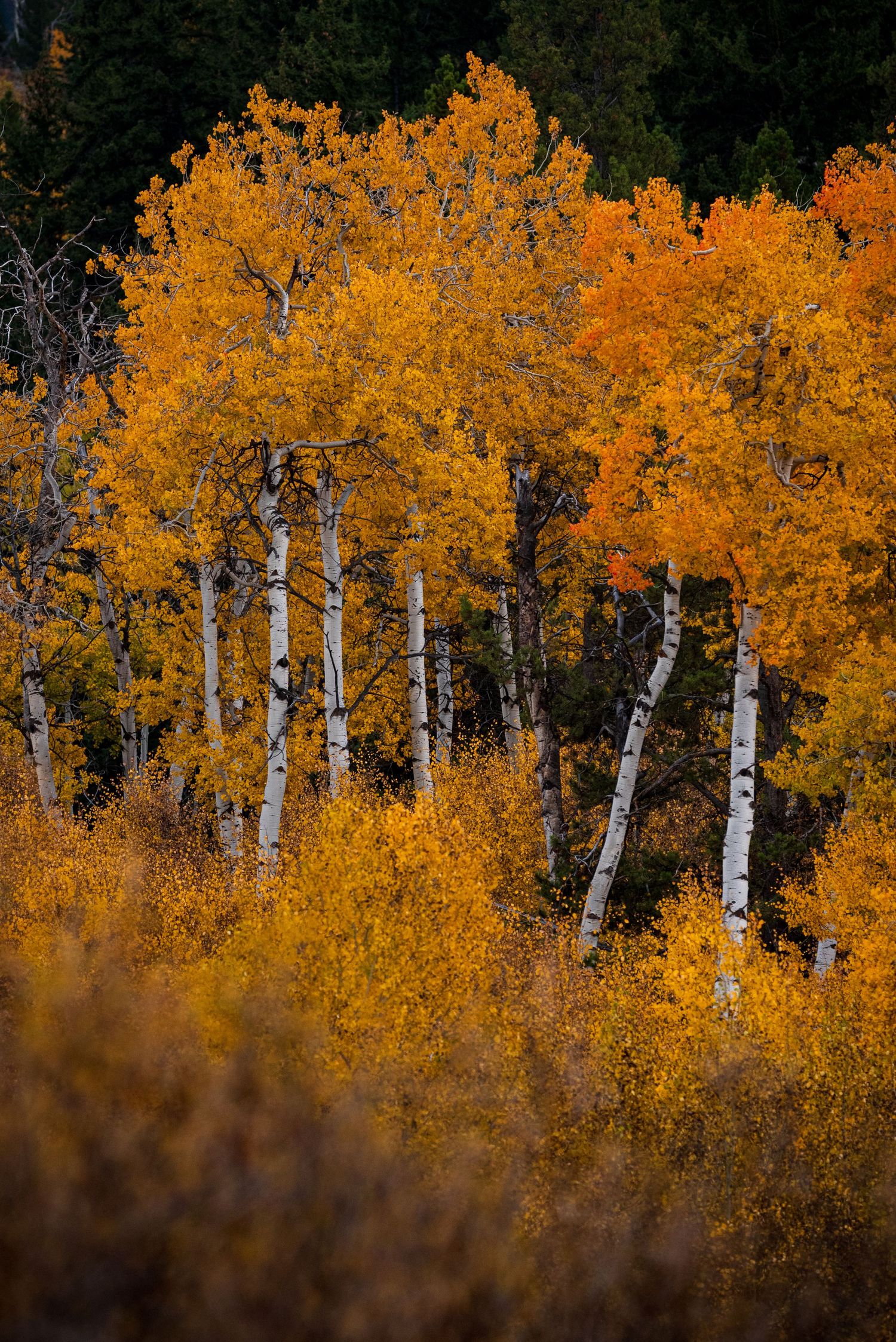 Golden aspen trees with white bark create a vibrant autumn display against a dark forest background.