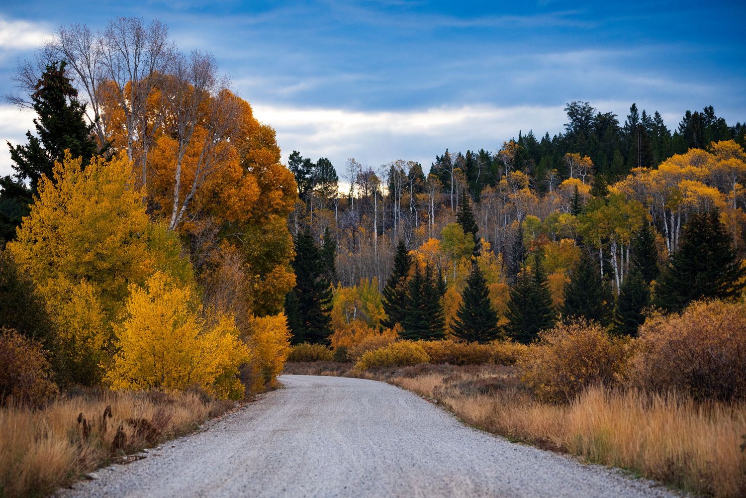 Scenic autumn pathway through yellow aspen trees and evergreens under bright blue sky in mountain landscape.