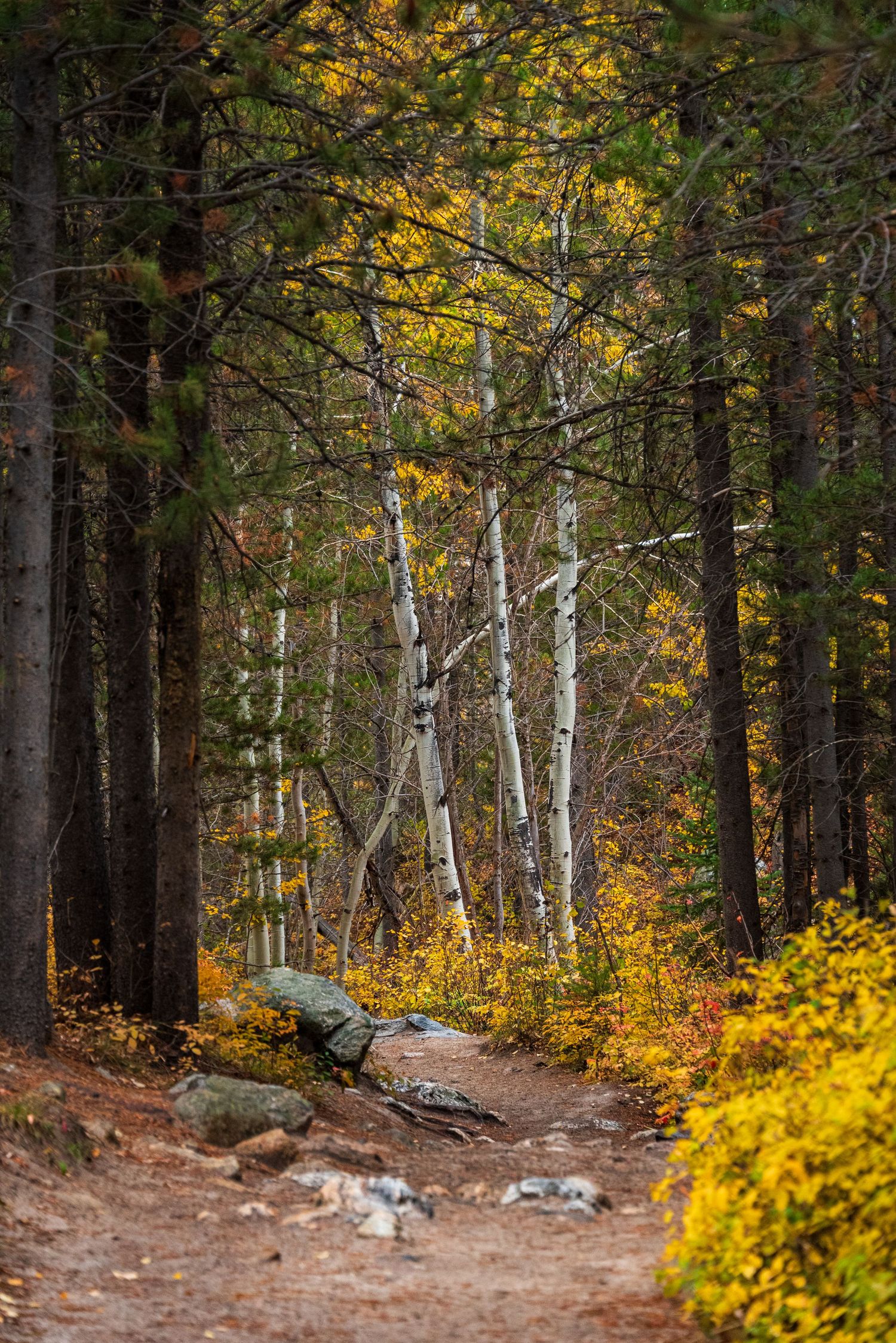 Forest path lined with golden autumn birch trees and evergreens creating a natural tunnel effect.
