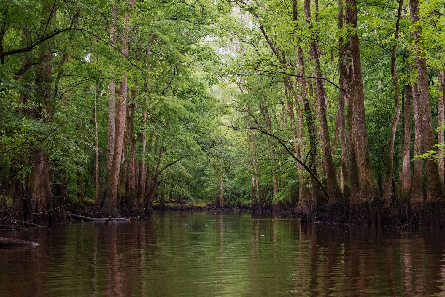Tranquil swamp landscape with cypress trees reflected in still water.