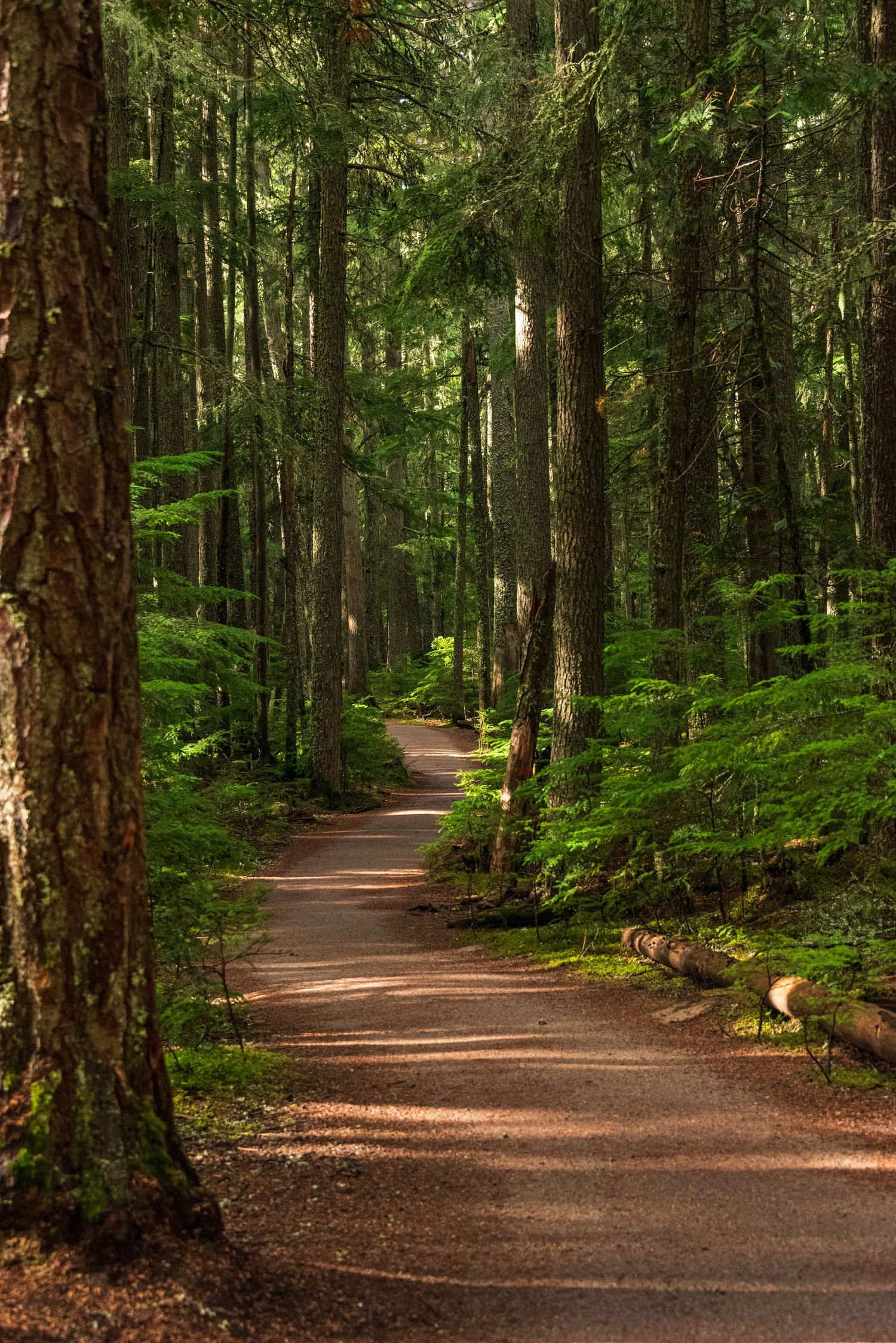 Winding dirt path through a dense evergreen forest with tall pine trees and dappled sunlight.
