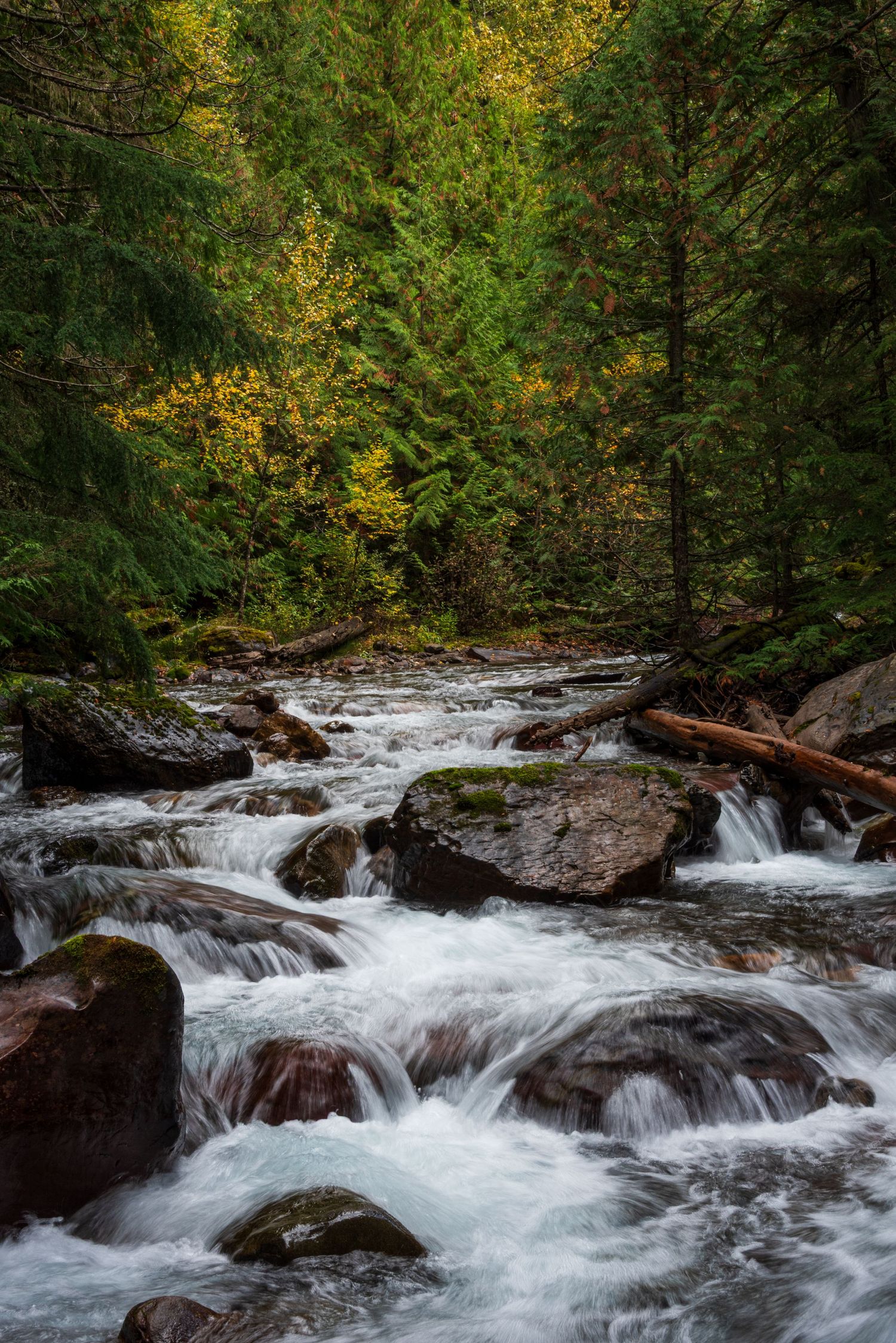 Rushing mountain stream cascades over rocks through lush forest creating natural white water rapids.