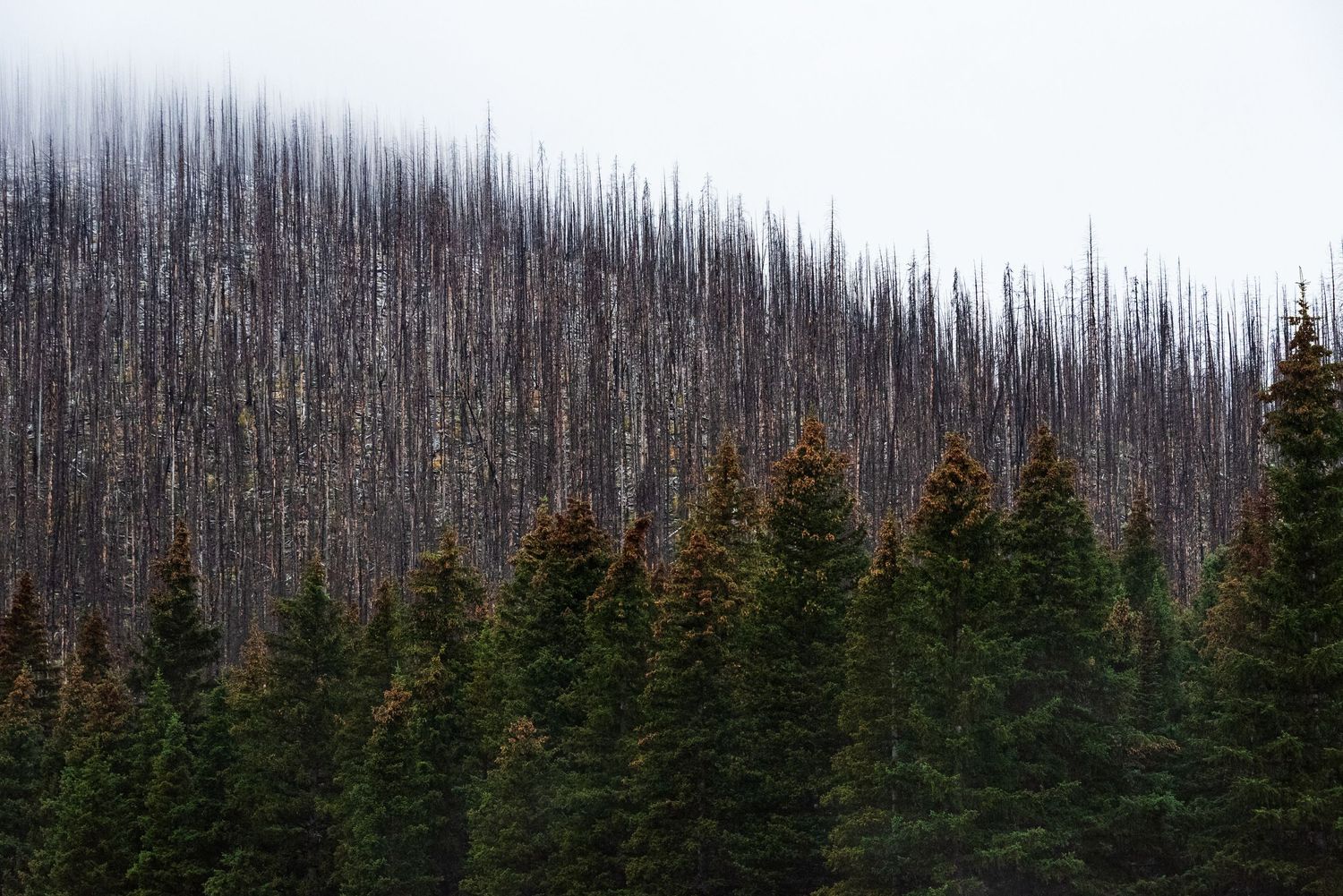 Panoramic view of dead pine forest with burnt trees stretching across mountainous landscape.