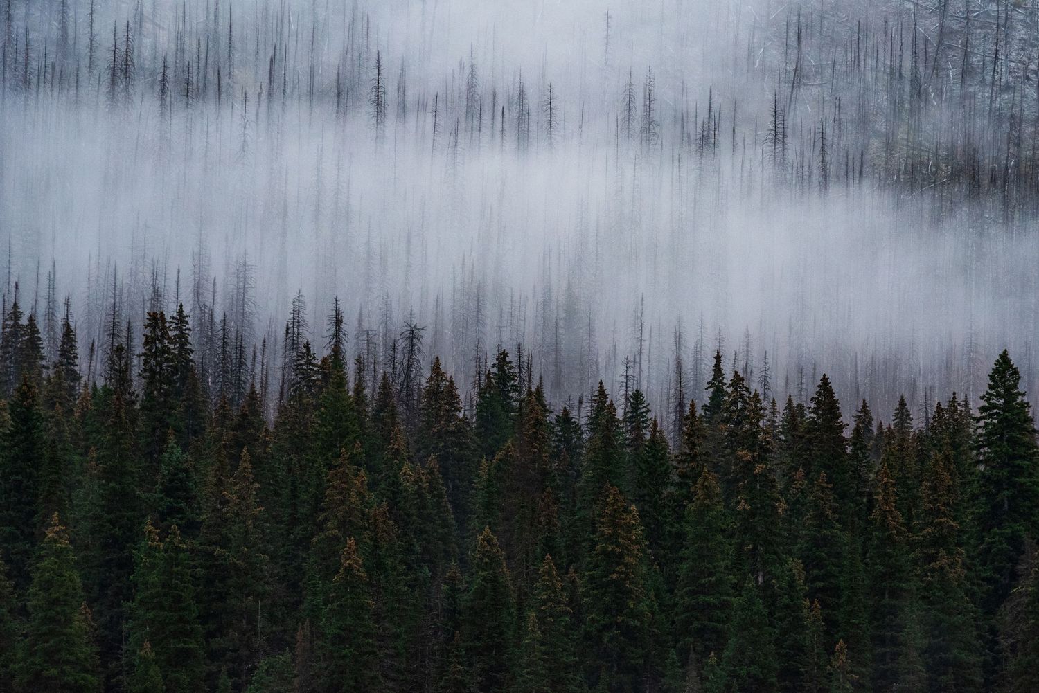 Foggy mountain forest landscape with evergreen trees shrouded in mist.