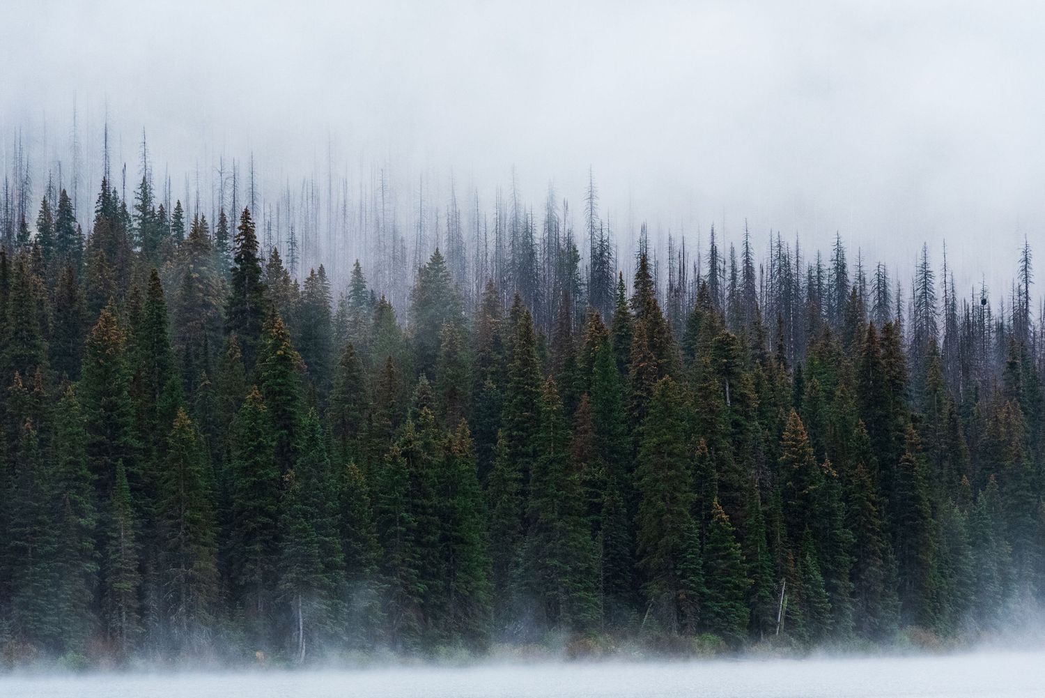 Misty evergreen forest treeline with fog rolling through the mountains.