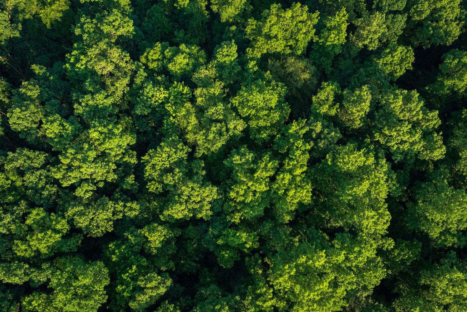 Aerial view of dense green forest canopy in bright sunlight.
