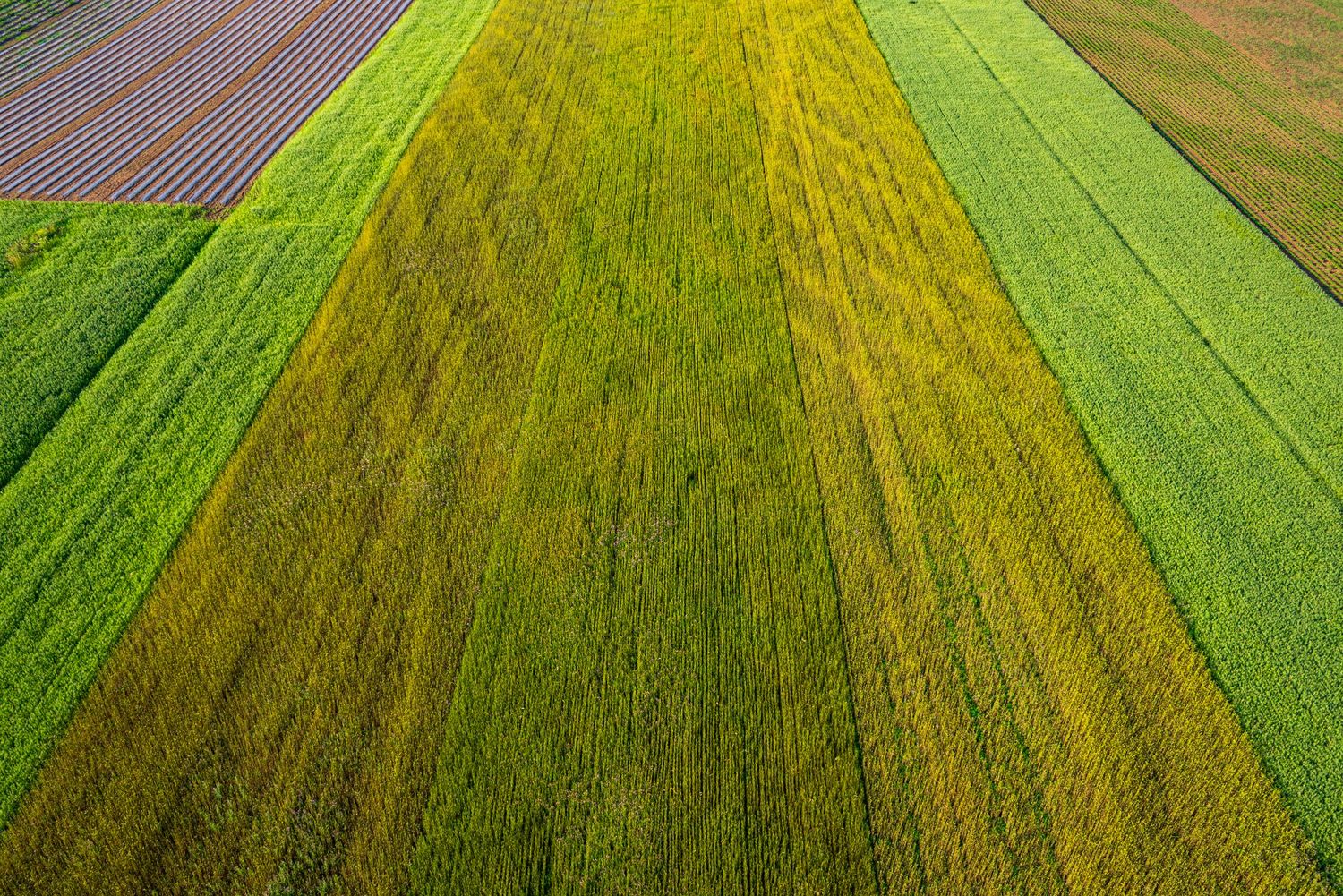 Aerial view of geometric agricultural fields showing distinct patterns of green and yellow crops.