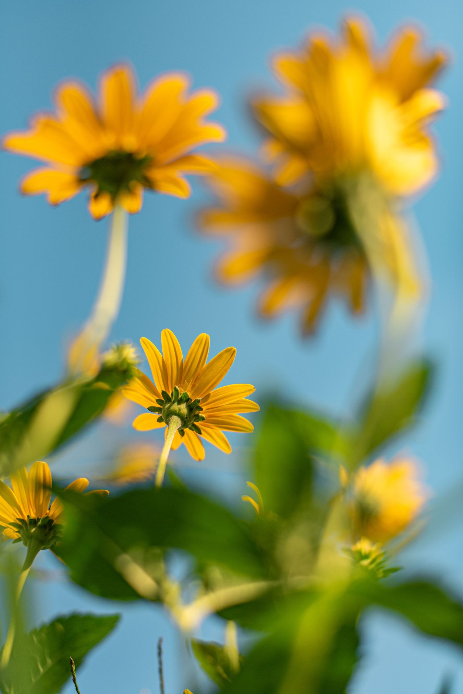 Yellow wildflowers blooming against bright blue sky in soft focus.