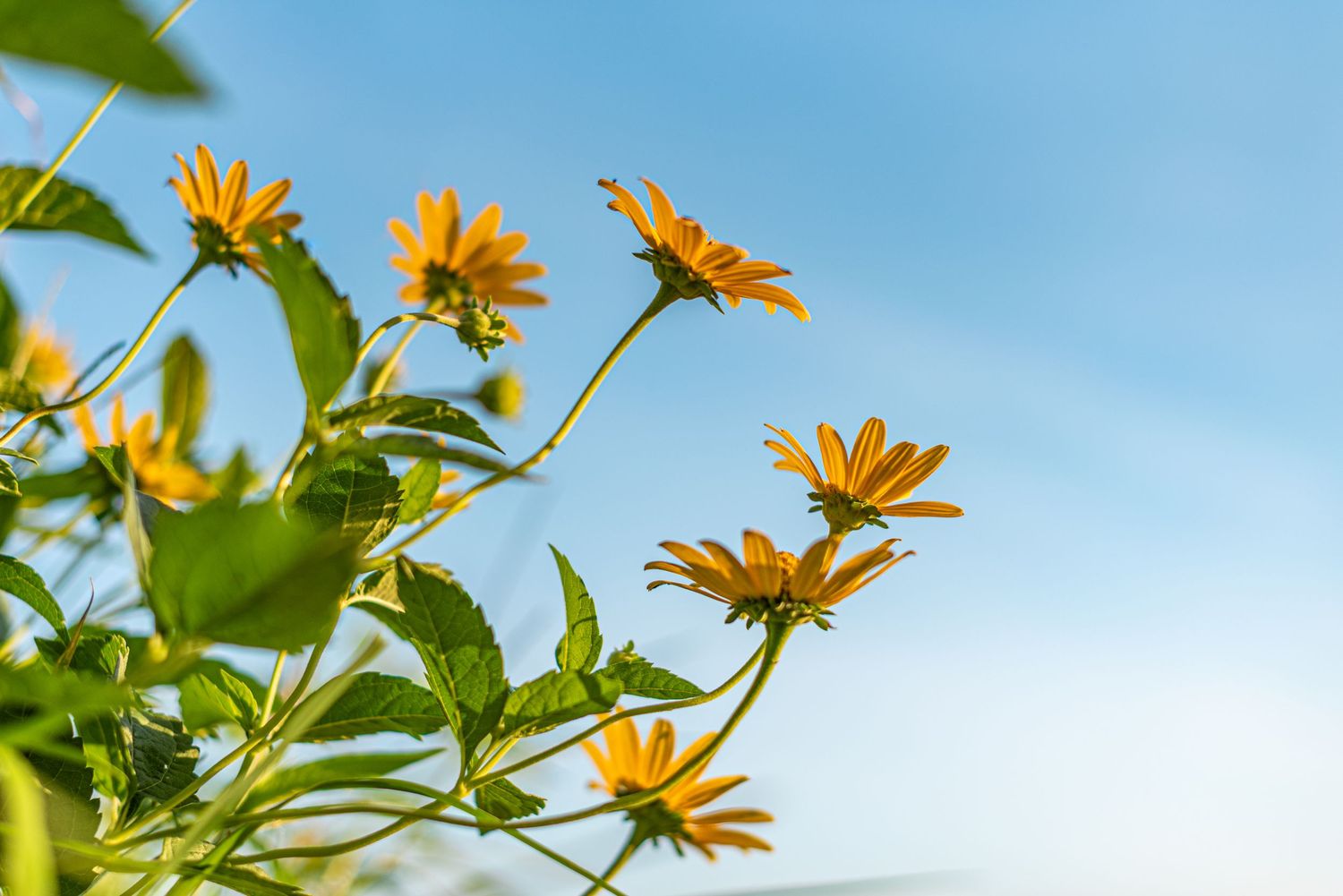 Yellow daisies bloom against a bright blue sky with green leaves in the background.