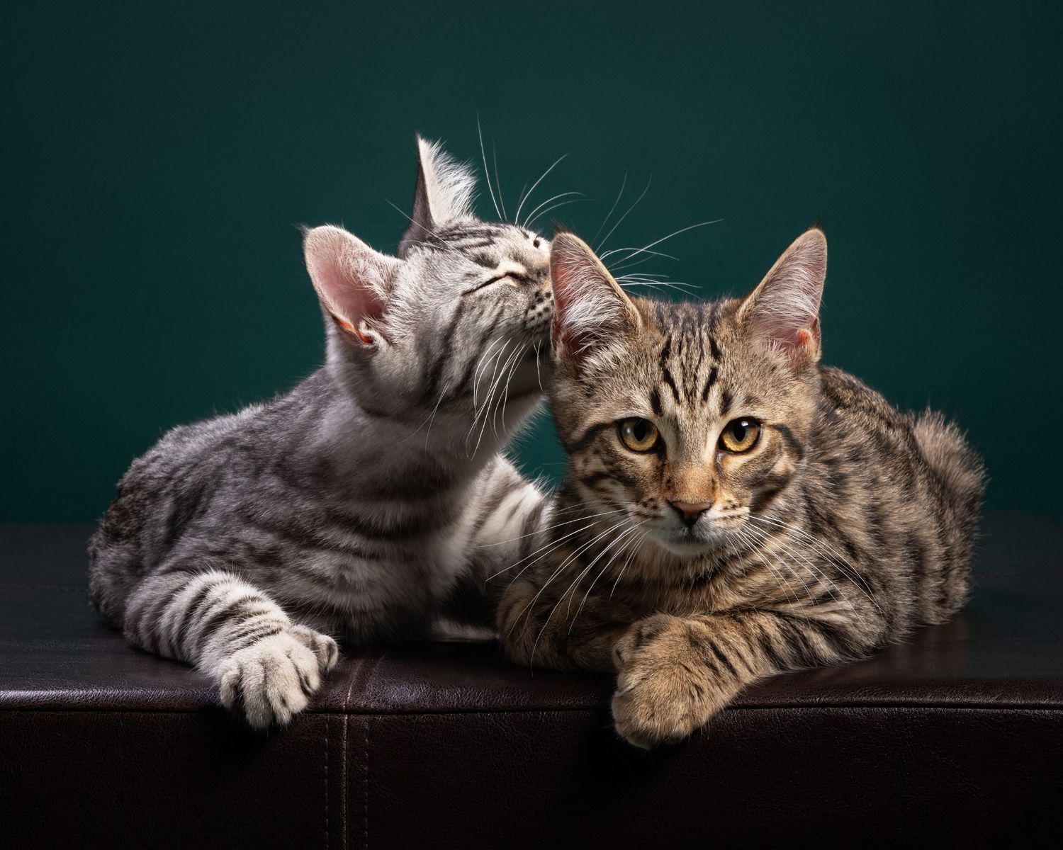 Two male Bengal cat mixes  lounge on a leather ottoman against a deep green background at Fetching Fido Fotography in Austin.
