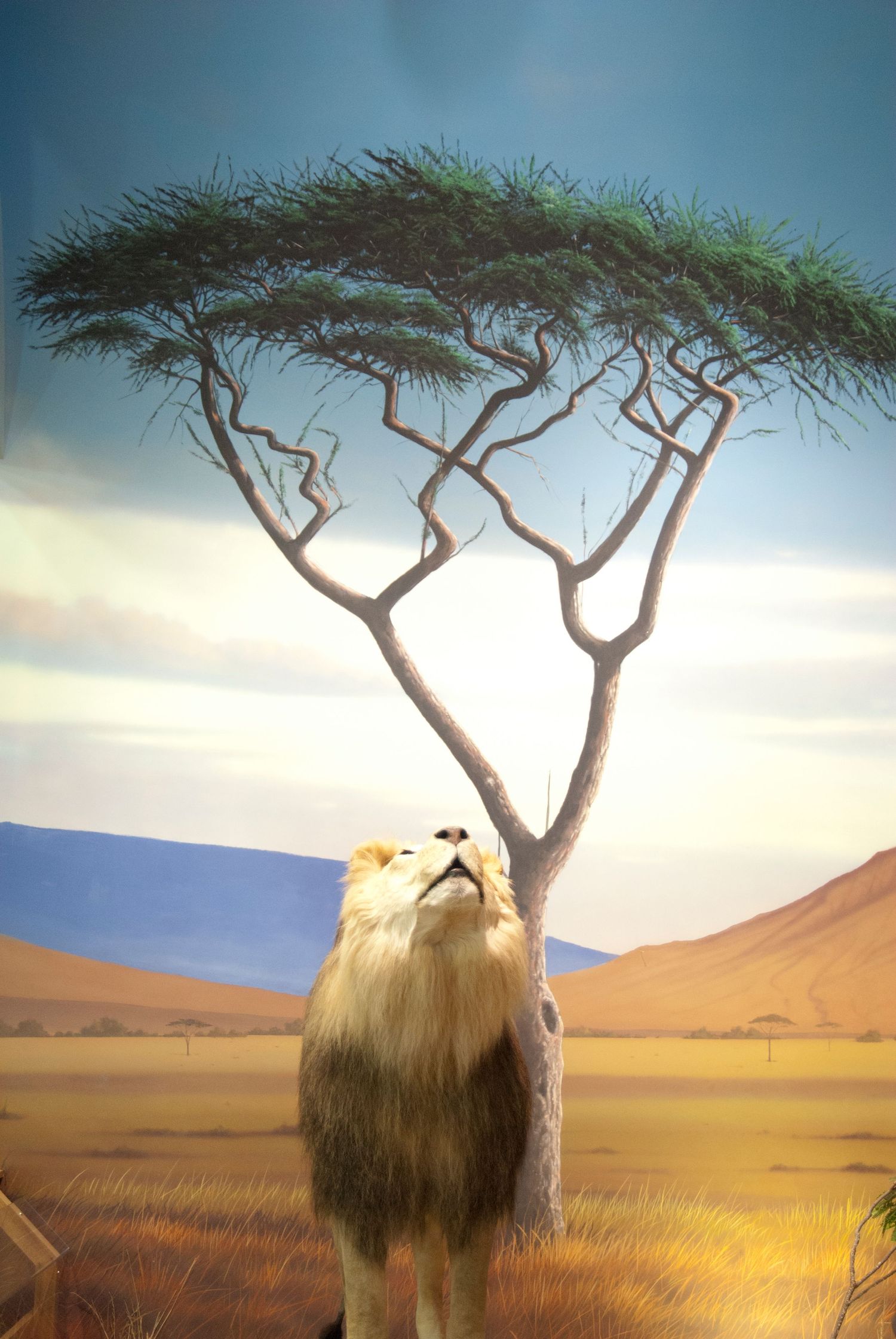 Artistic composite of African acacia tree with lion silhouette against savanna sunset.