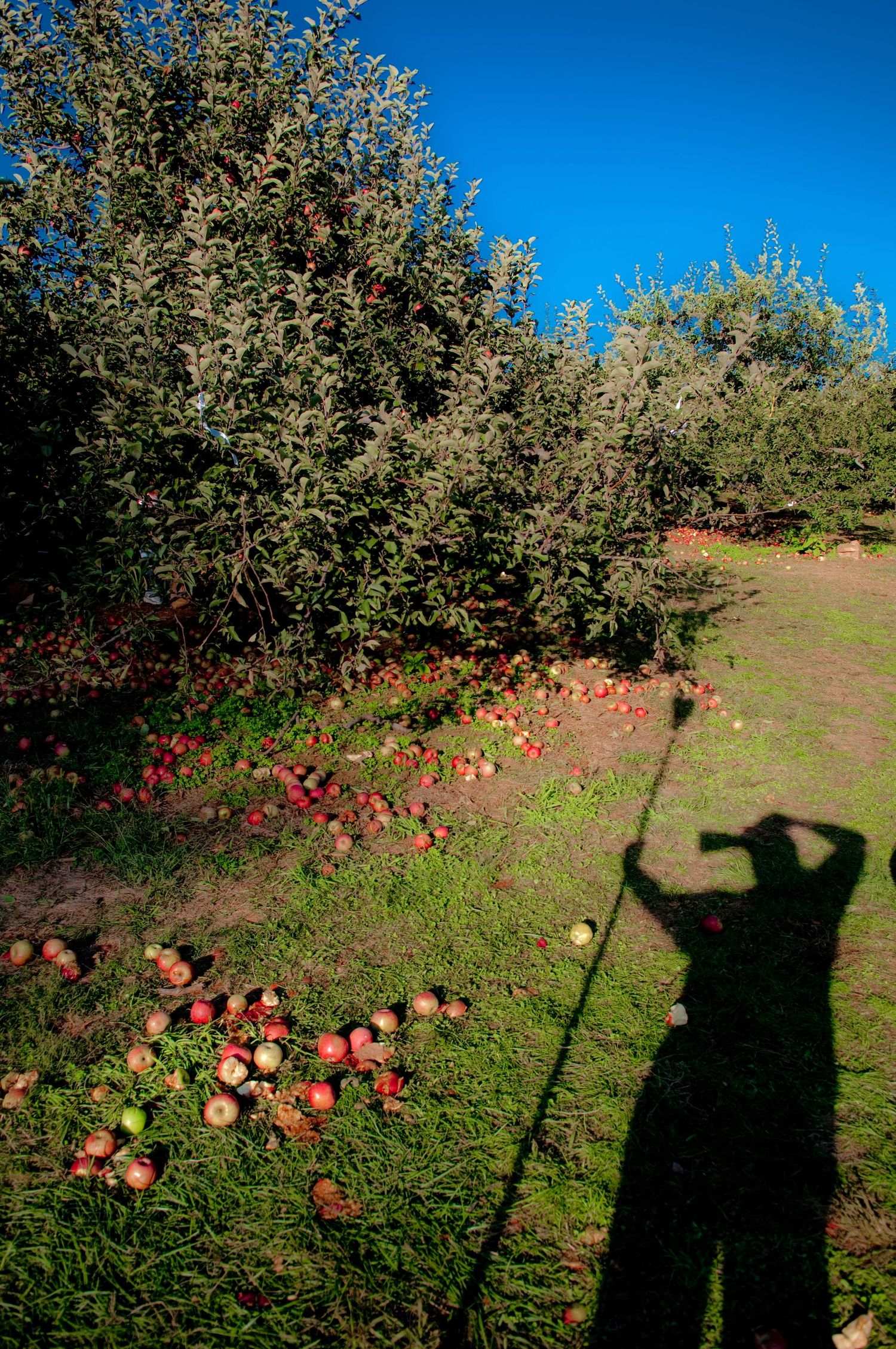 Fallen red apples scattered beneath apple trees with a long shadow cast on green grass.