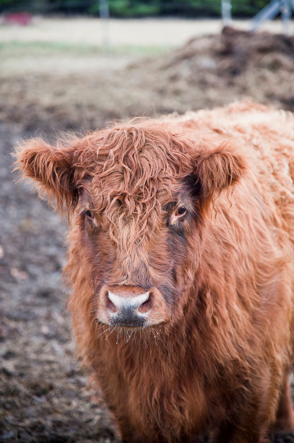 Close-up portrait of shaggy highland cow with reddish-brown fur.