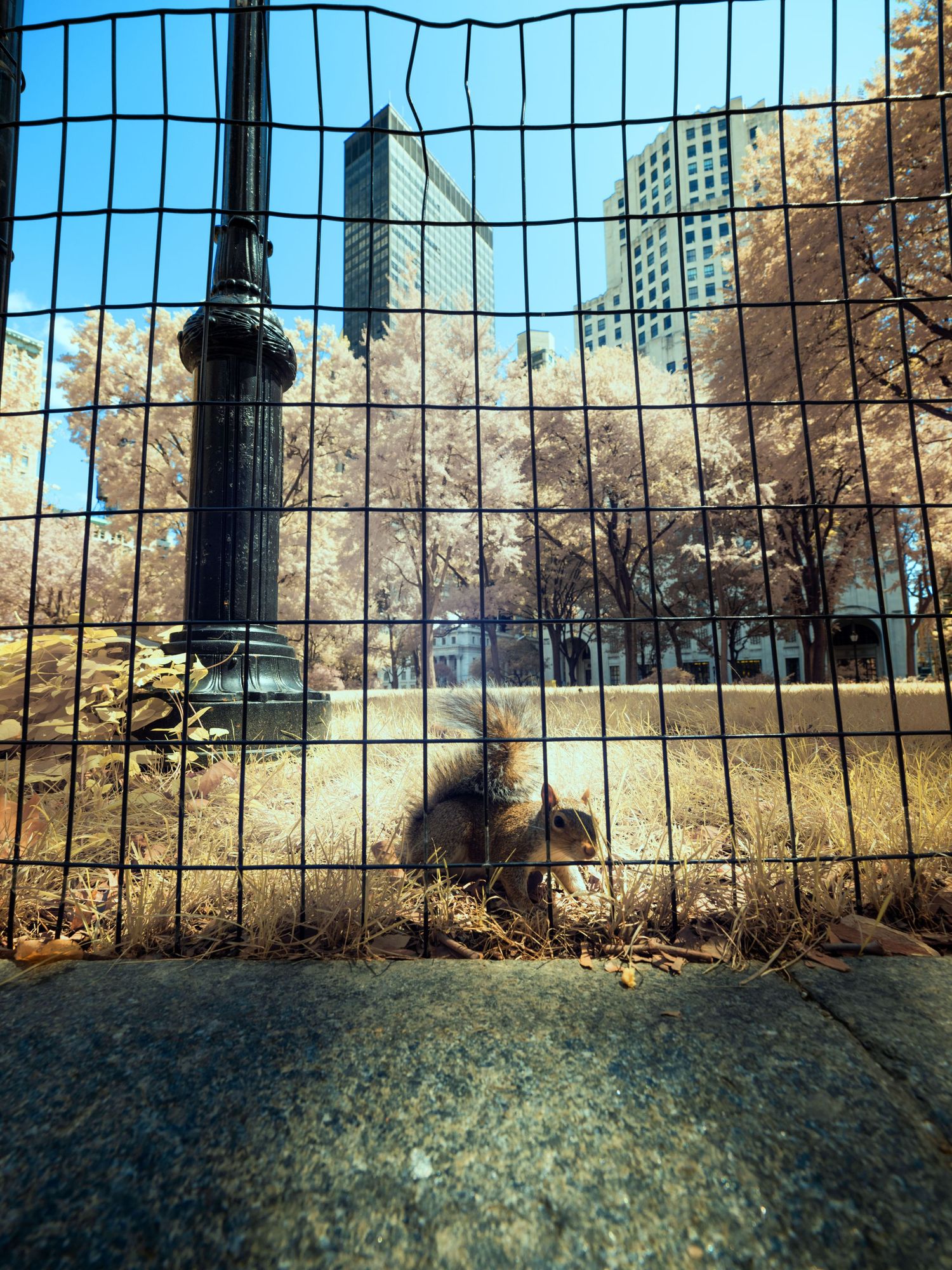 Madison Sq. Park NYC Squirrel portrait through fence showing skyscrapers and lampposts against blue sky.