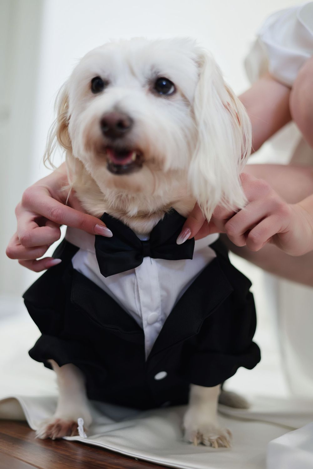 Small white dog being dressed in a formal black tuxedo or suit with bow tie.