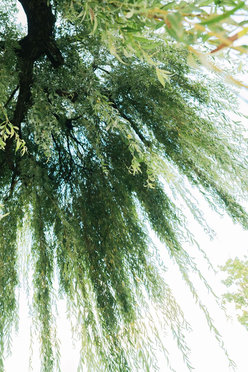 Lush green willow tree branches draping downward with delicate leaves against a bright sky.