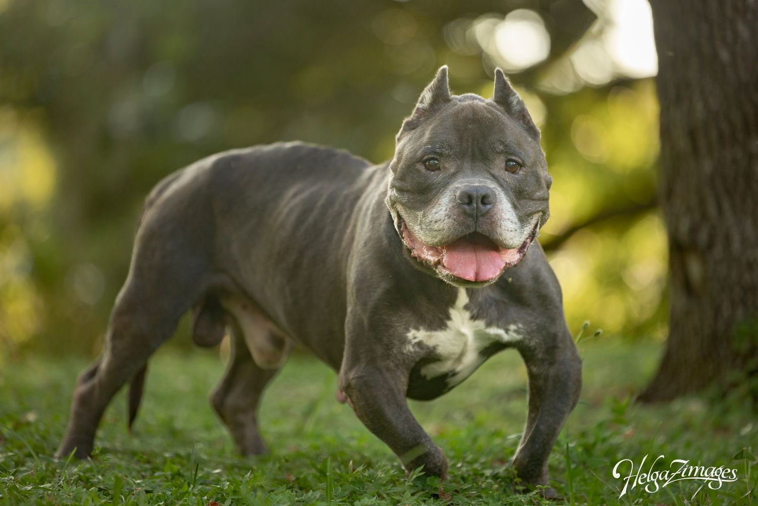 Preserve their journey with a Dog Legacy Photo Story.