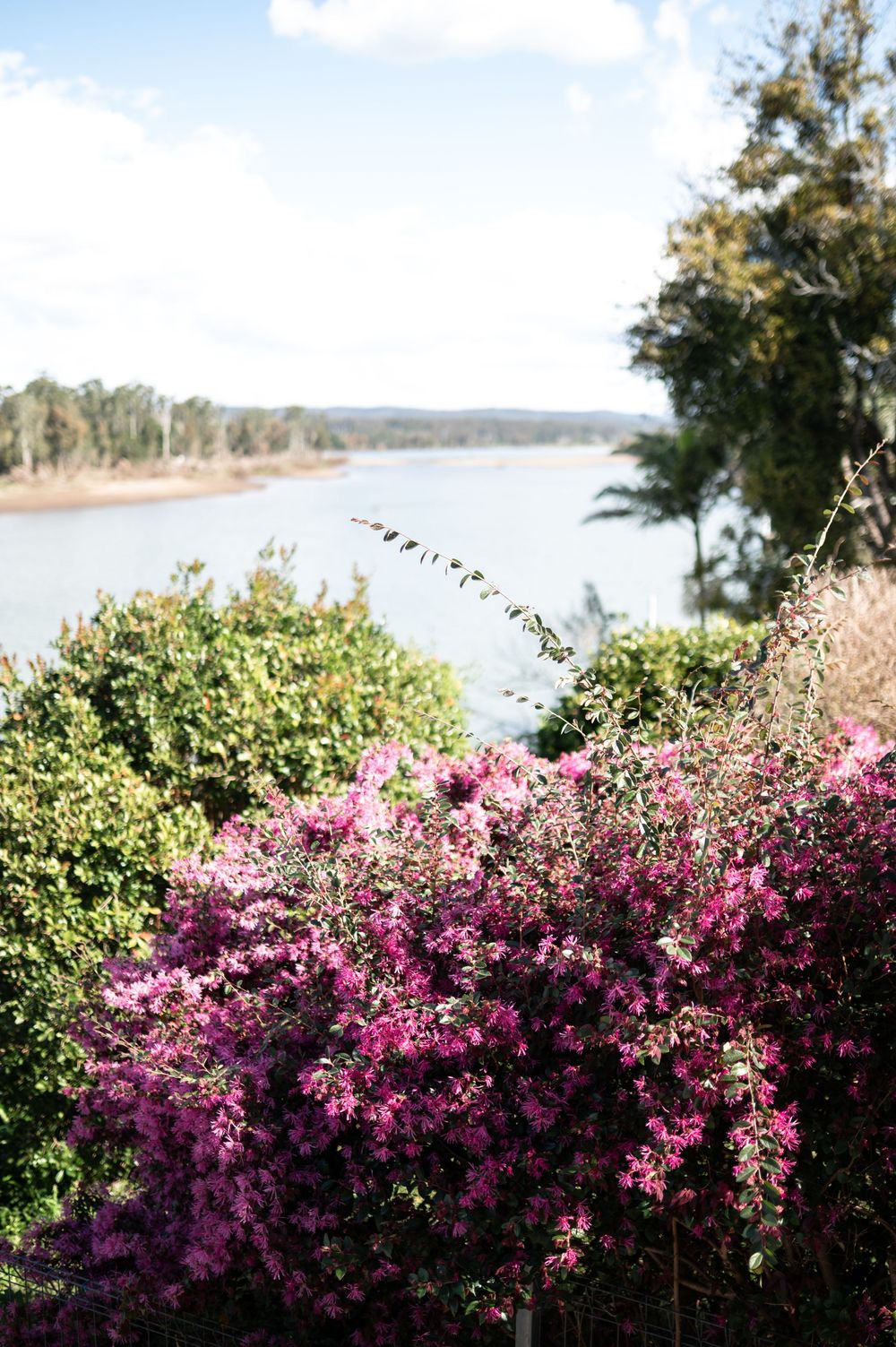 Vibrant pink azalea bushes bloom along a scenic lakeside overlook with green foliage and water views.