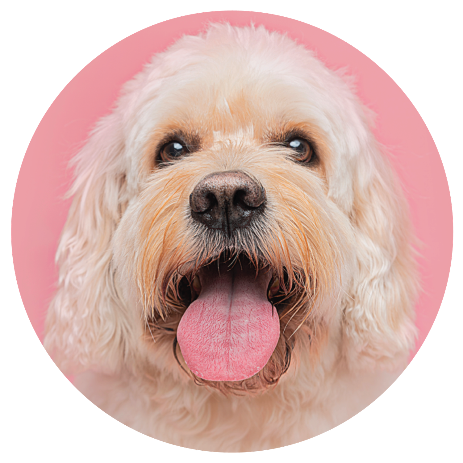 Cute smiling Maltese dog faces shown in a row against a pink background, showing various playful expressions.