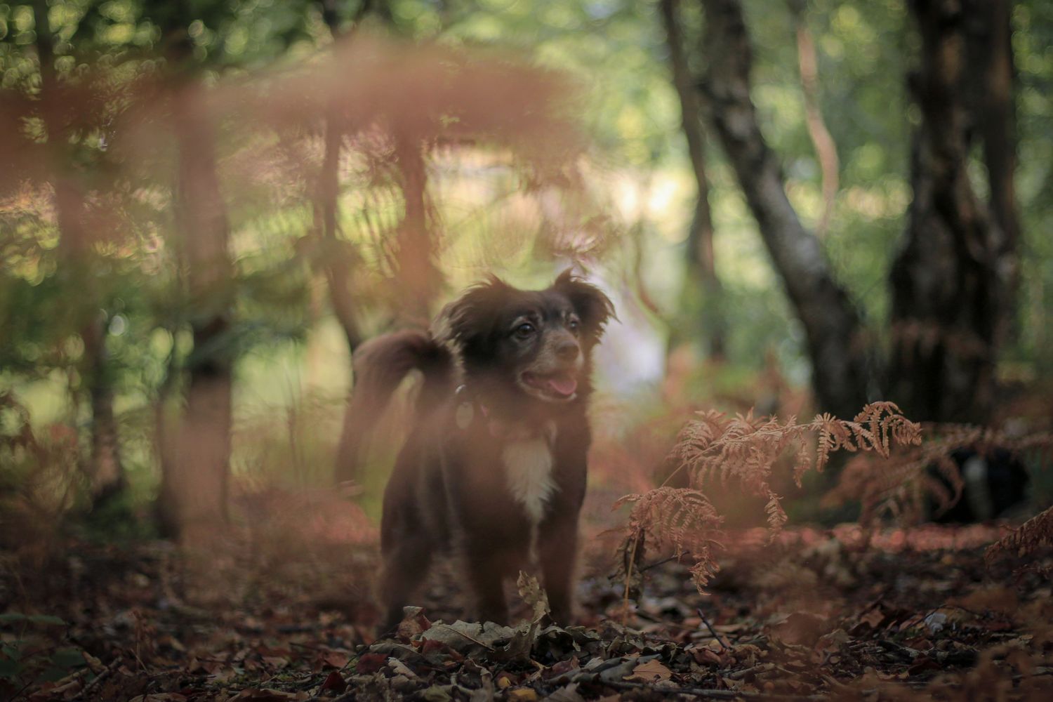 Barnsley, dog photography, dog photos, dog photographer