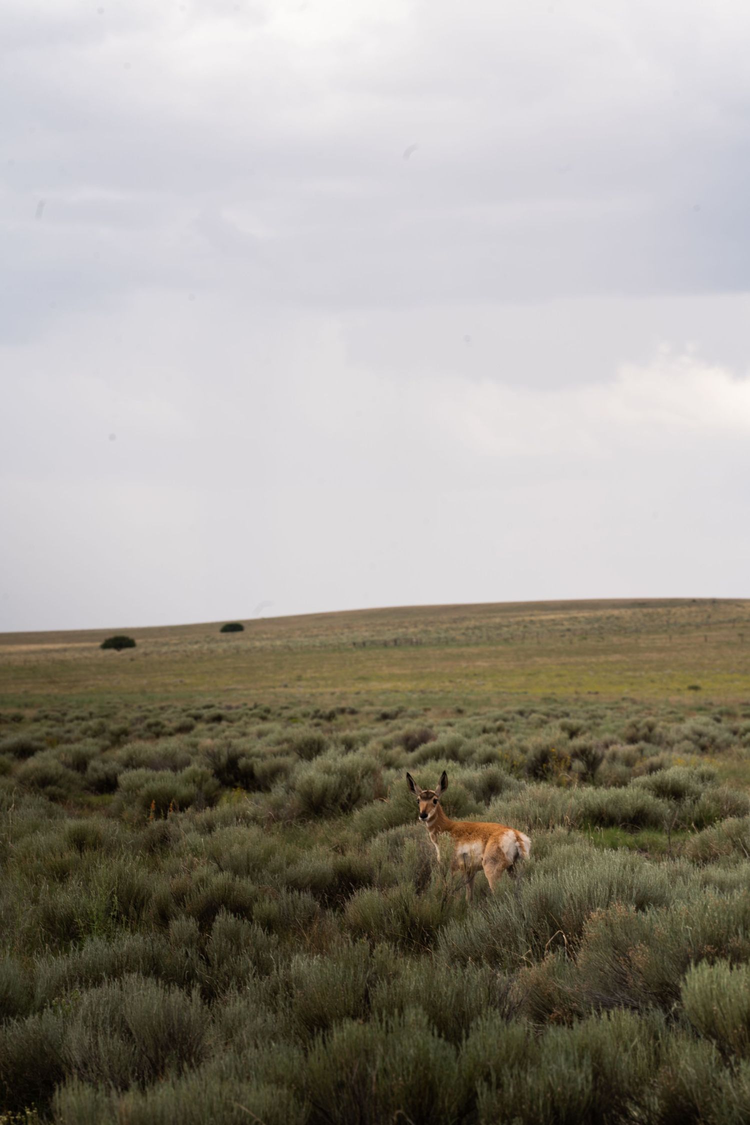 Pronghorn antelope grazing in sagebrush prairie landscape.
