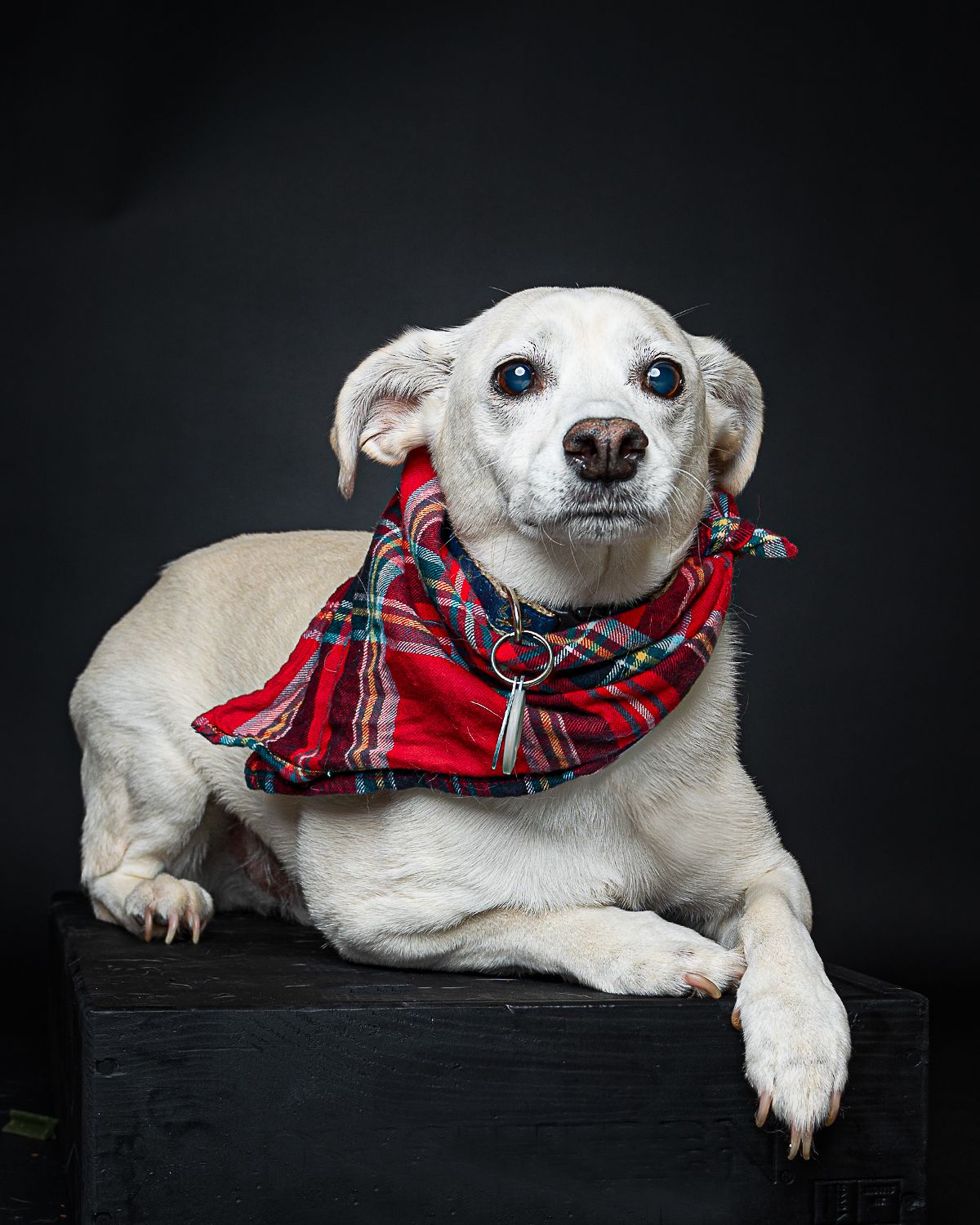 pet photography, dog photography, dog portrait