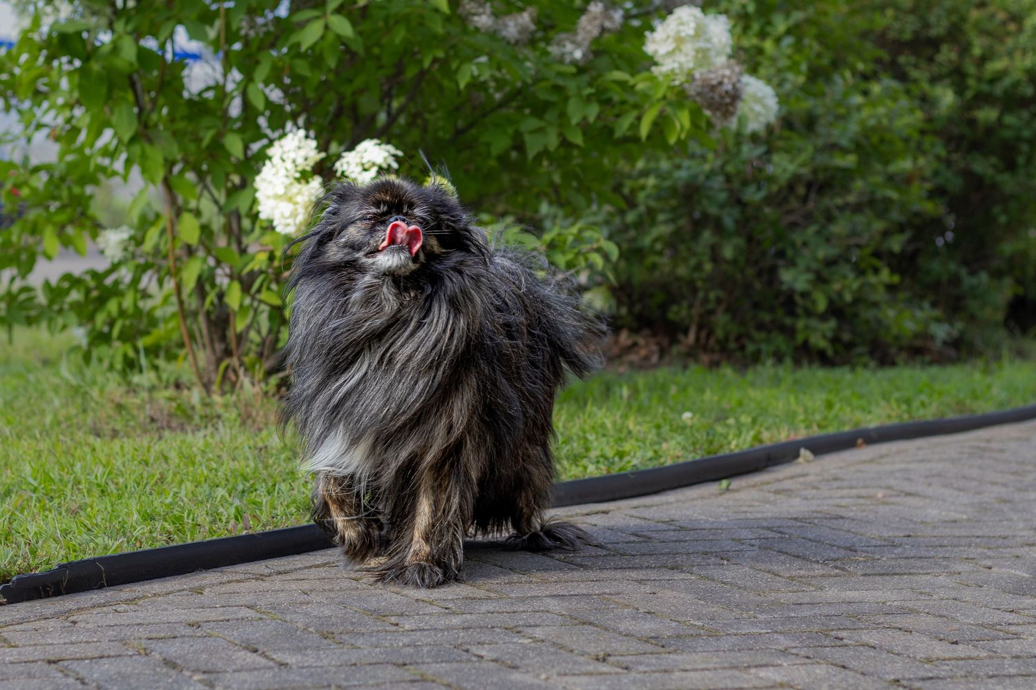 A fluffy black Pekingese dog stands on a brick path near blooming white flowers.