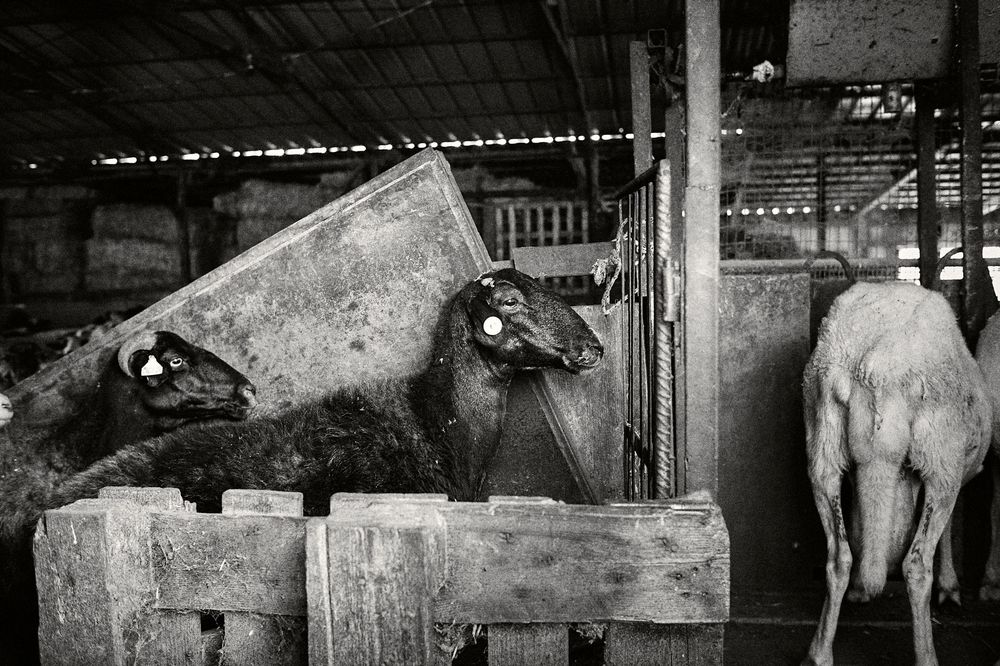 Dark interior shot of sheep standing in wooden stalls inside a rustic barn.