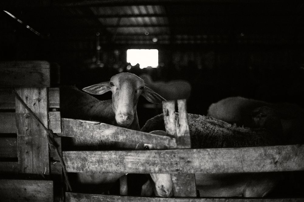 Dark interior view of a barn showing sheep resting in wooden stalls.