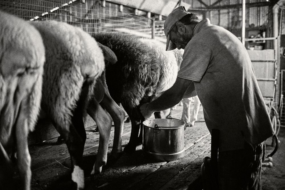 A black and white photograph showing someone milking a sheep in a rustic barn setting.