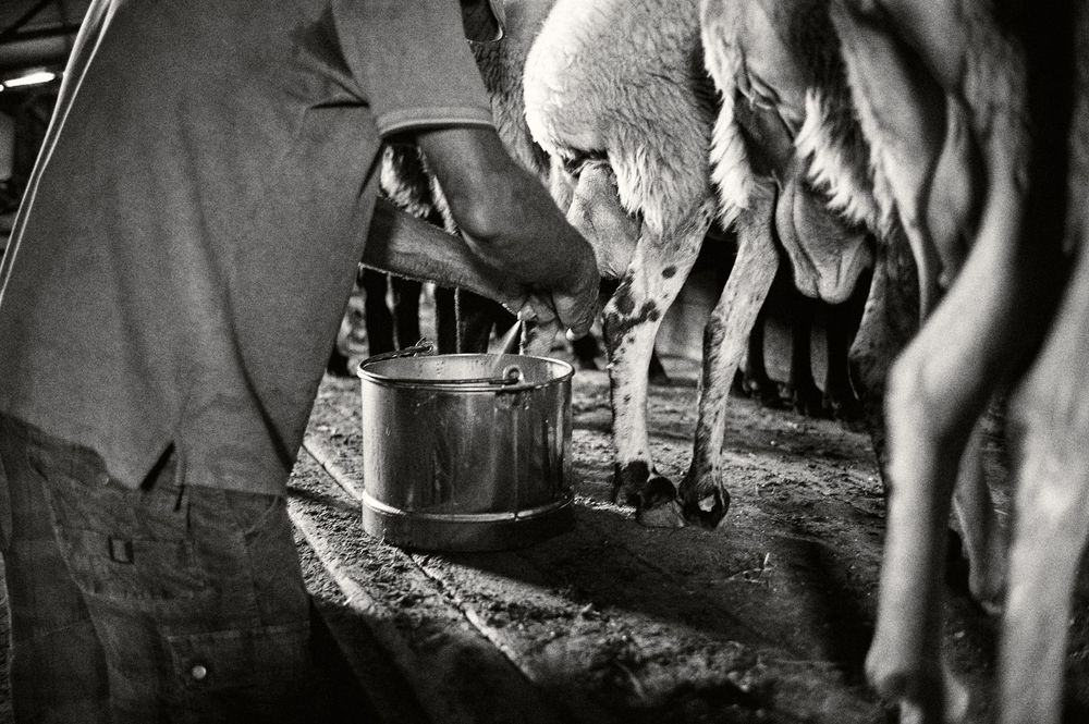 Low angle view of sheep being herded in a barn environment.