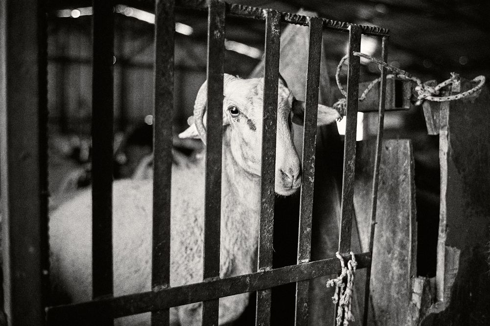 Multiple sheep faces visible through vertical bars of a livestock pen.