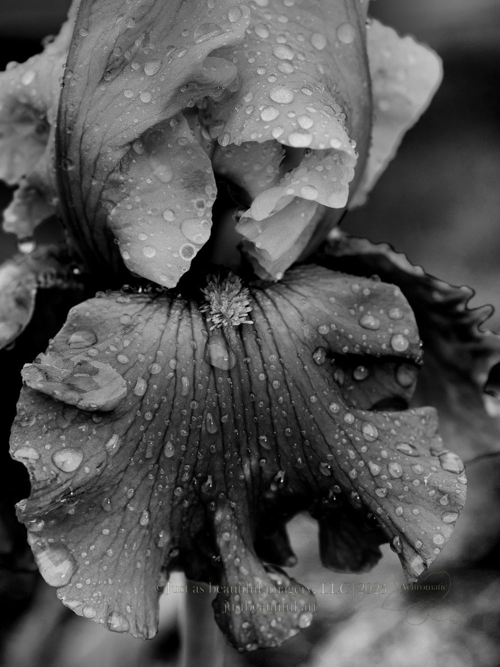 Achromatic photo of iris flower.