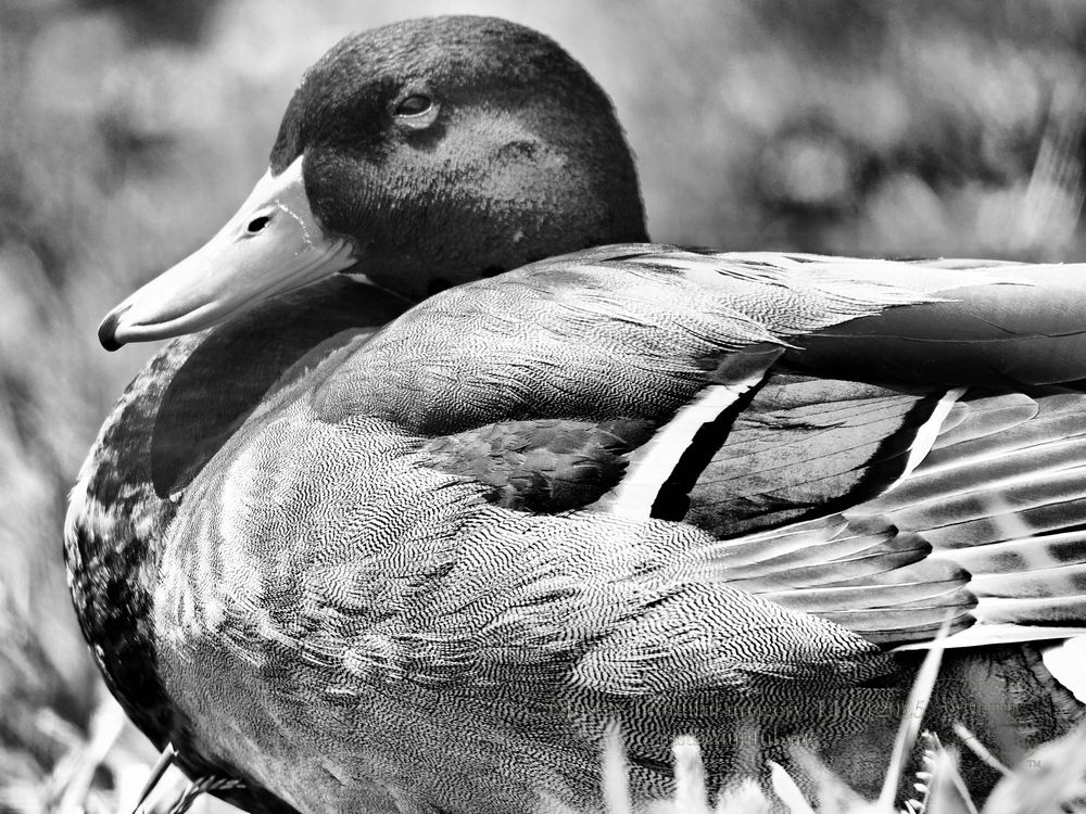 Achromatic photo of mallard duck.