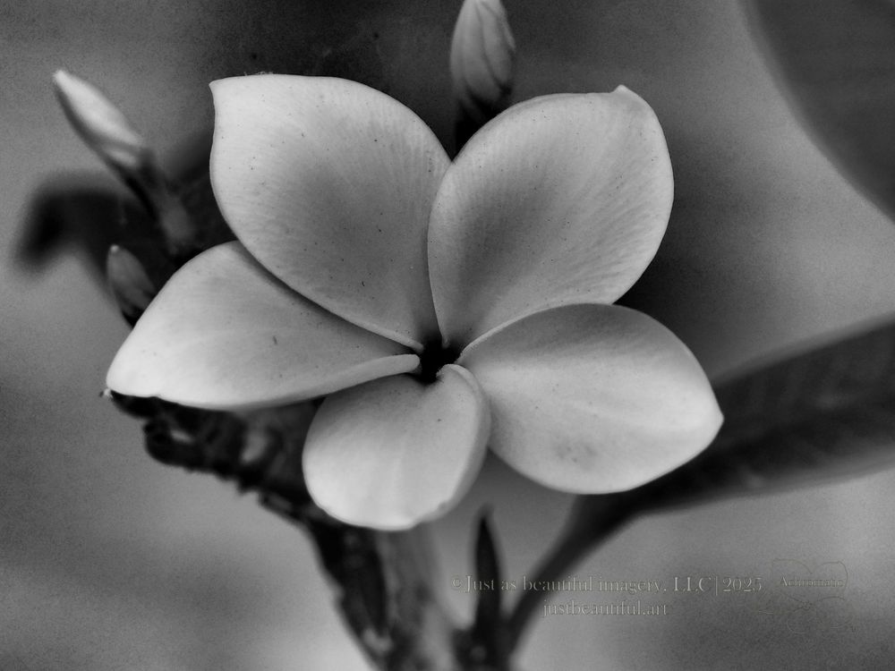 Achromatic photo of plumaria flower.