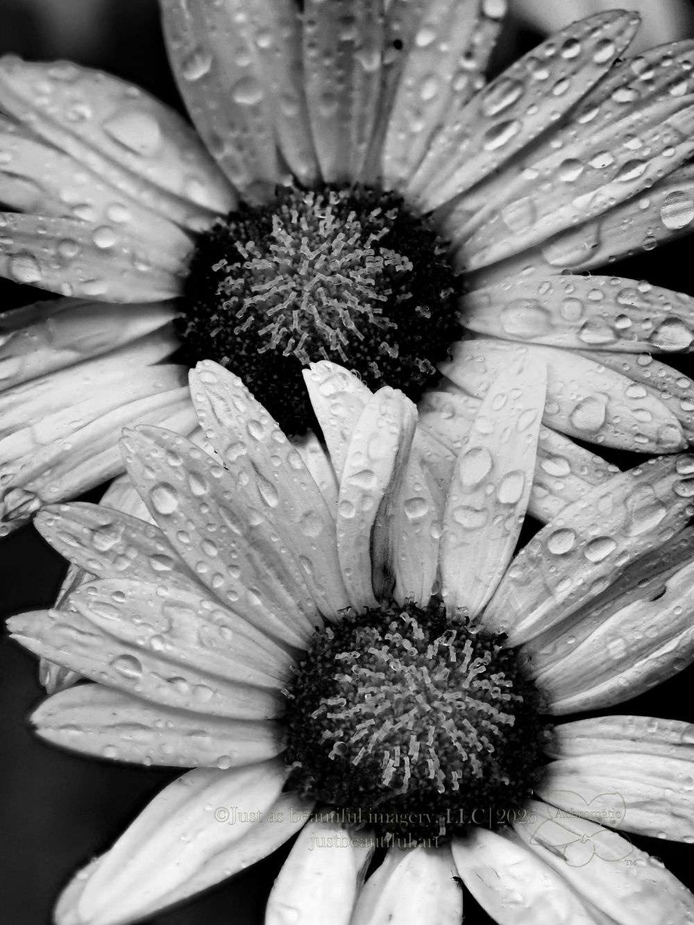 Achromatic photo of rain drops on flowers.