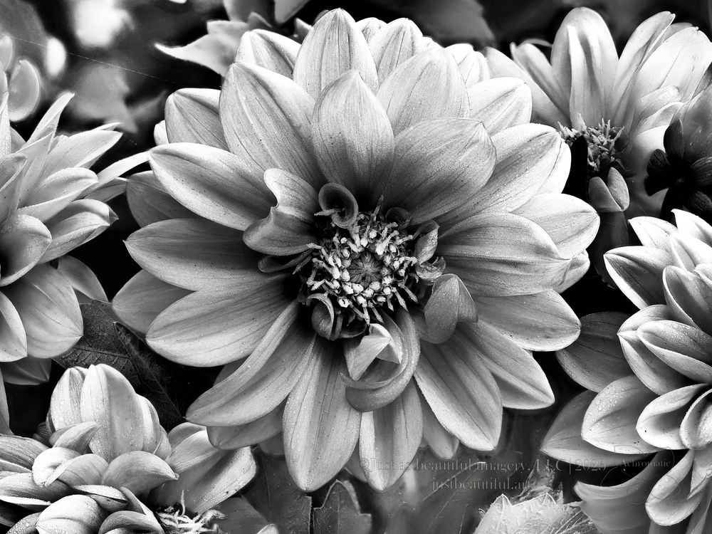Achromatic photo of flowers.