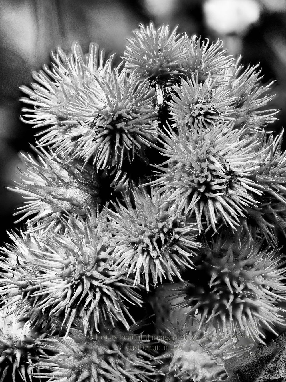 Achromatic photo of flowers.