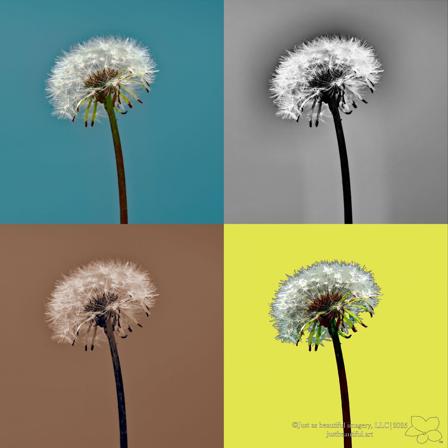 Photo representing all four brands by Just as beautiful imagery, LLC.