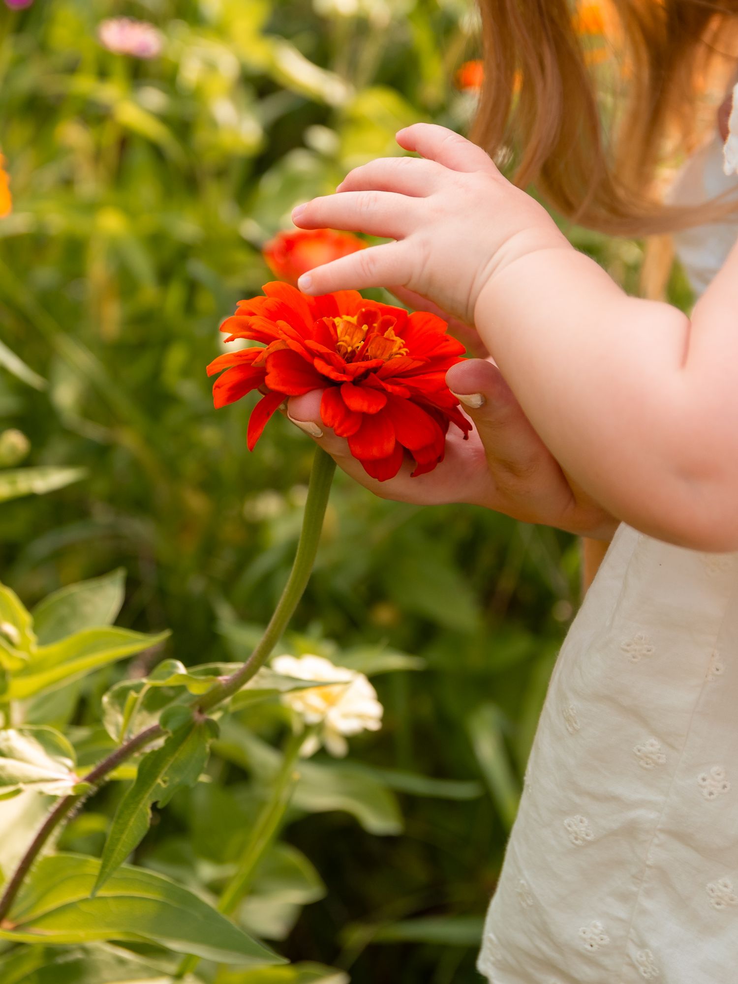 A toddler in a white dress gently holds a vibrant red zinnia flower in a lush green garden.
