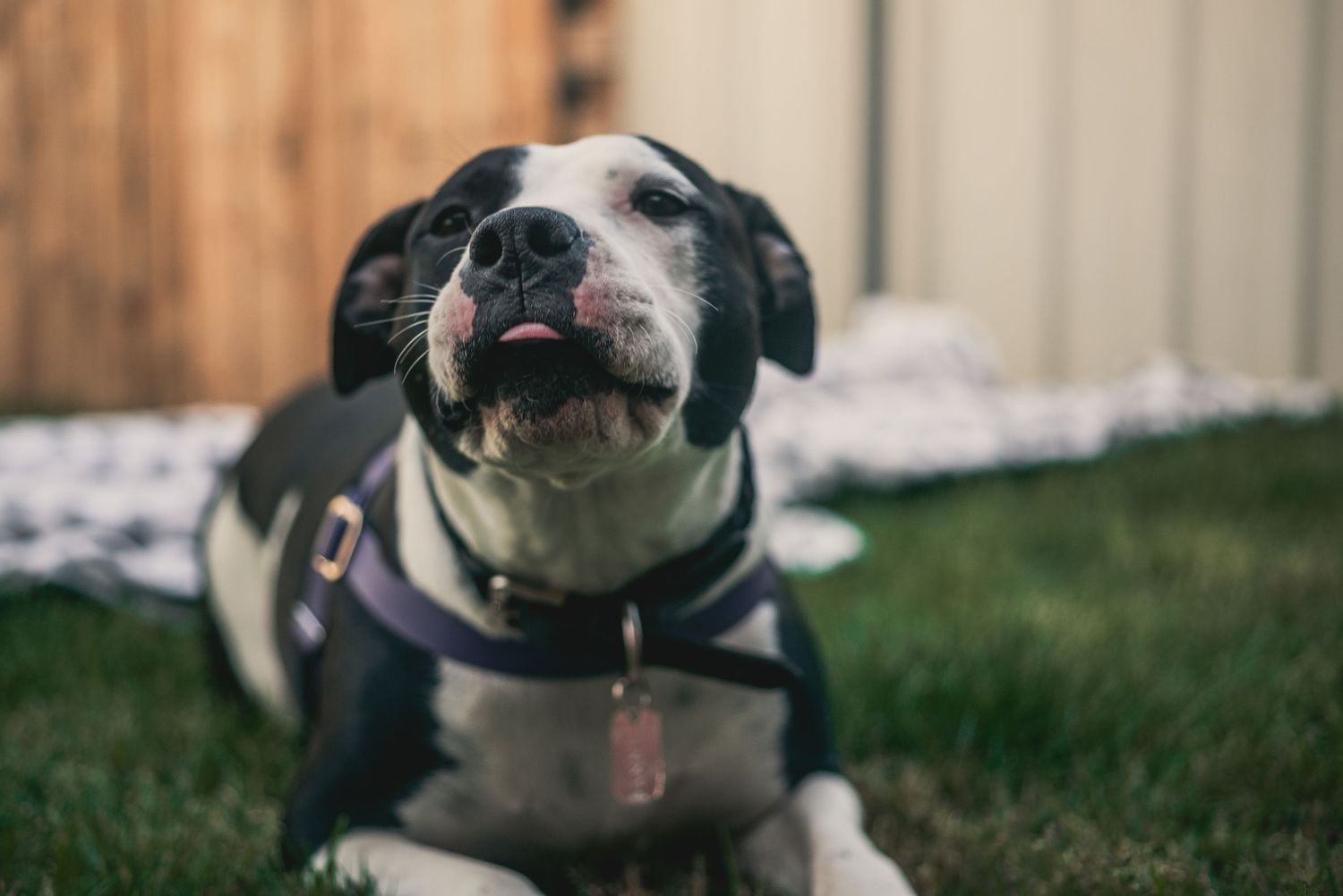 Darwin pet photographer capturing relaxed pet portraits for dogs, cats and animals across Darwin and Greater NT.