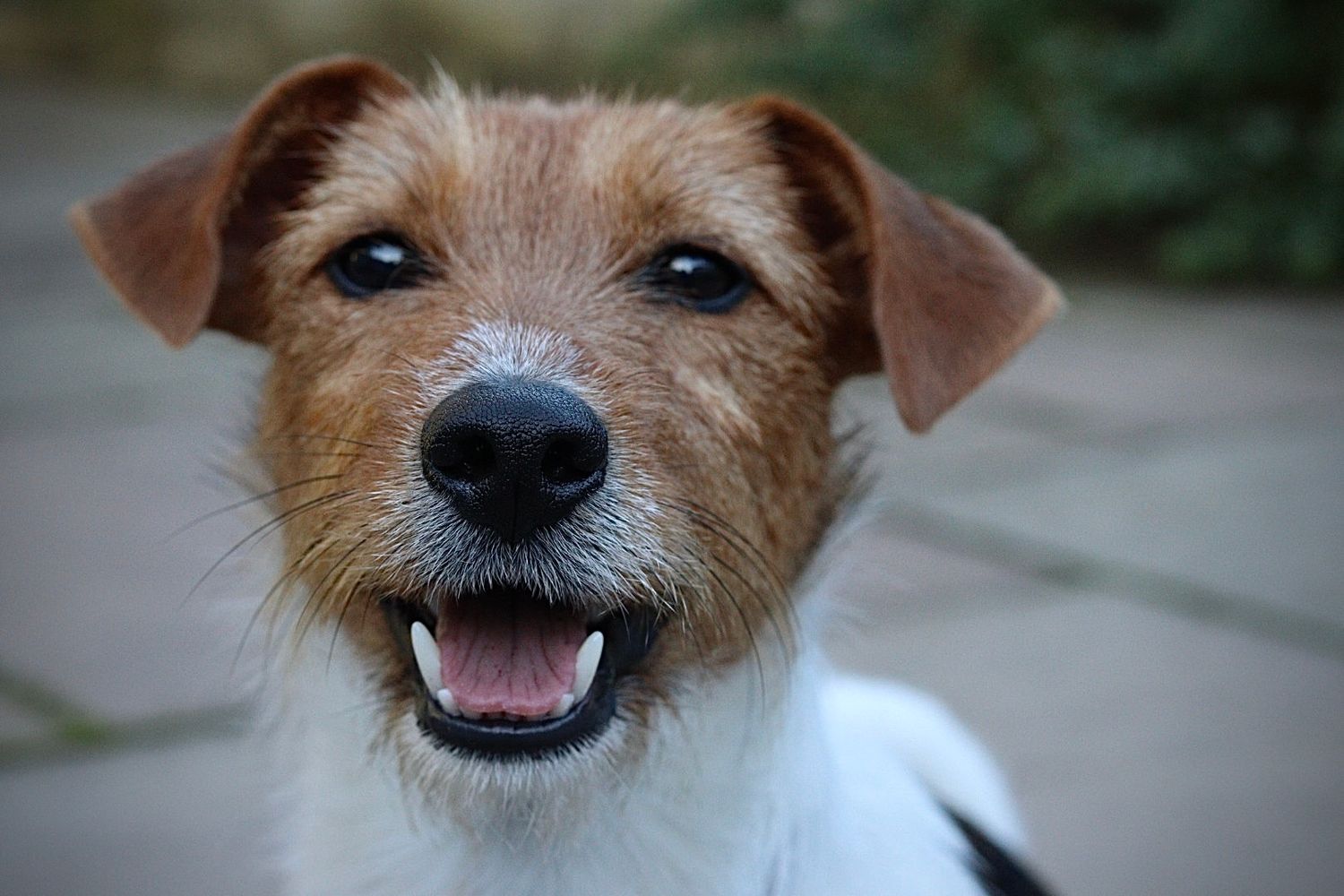 Photograph of a Jack Russell by Woodland Workbench