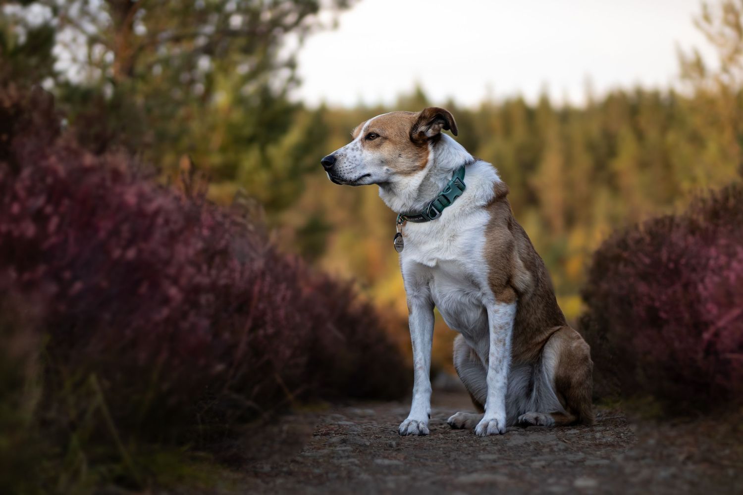 Photograph of a Welsh sheepdog by Woodland Workbench