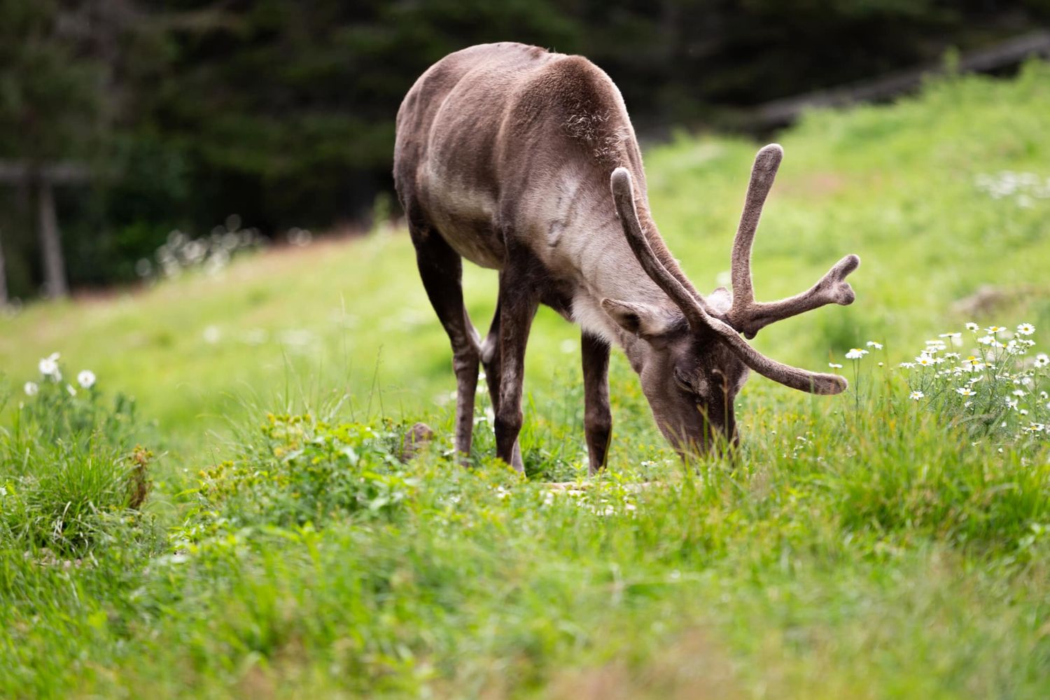 photo portrait d'un caribou