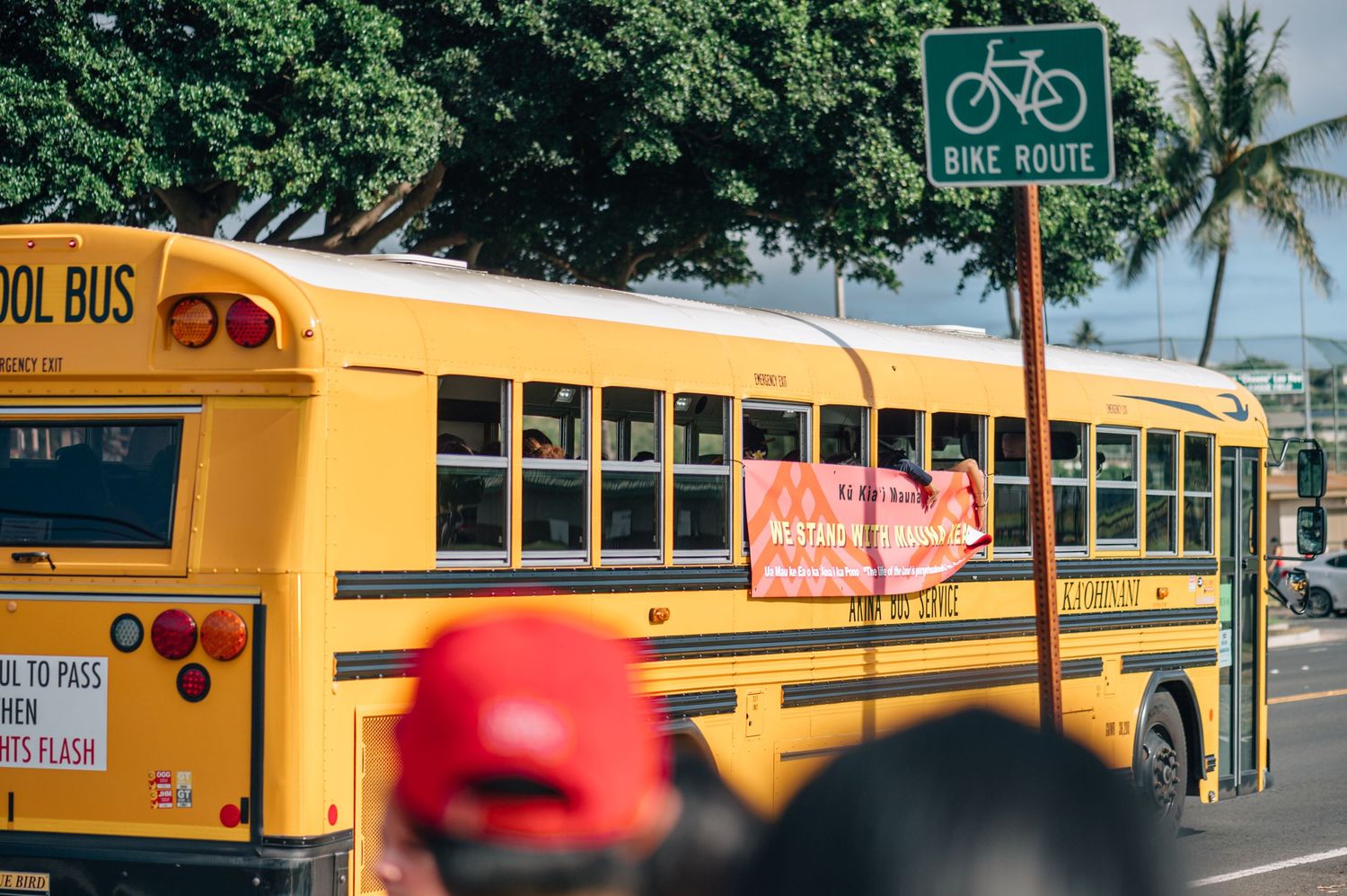 Row of yellow school buses parked along a palm tree lined street in Hawaii.